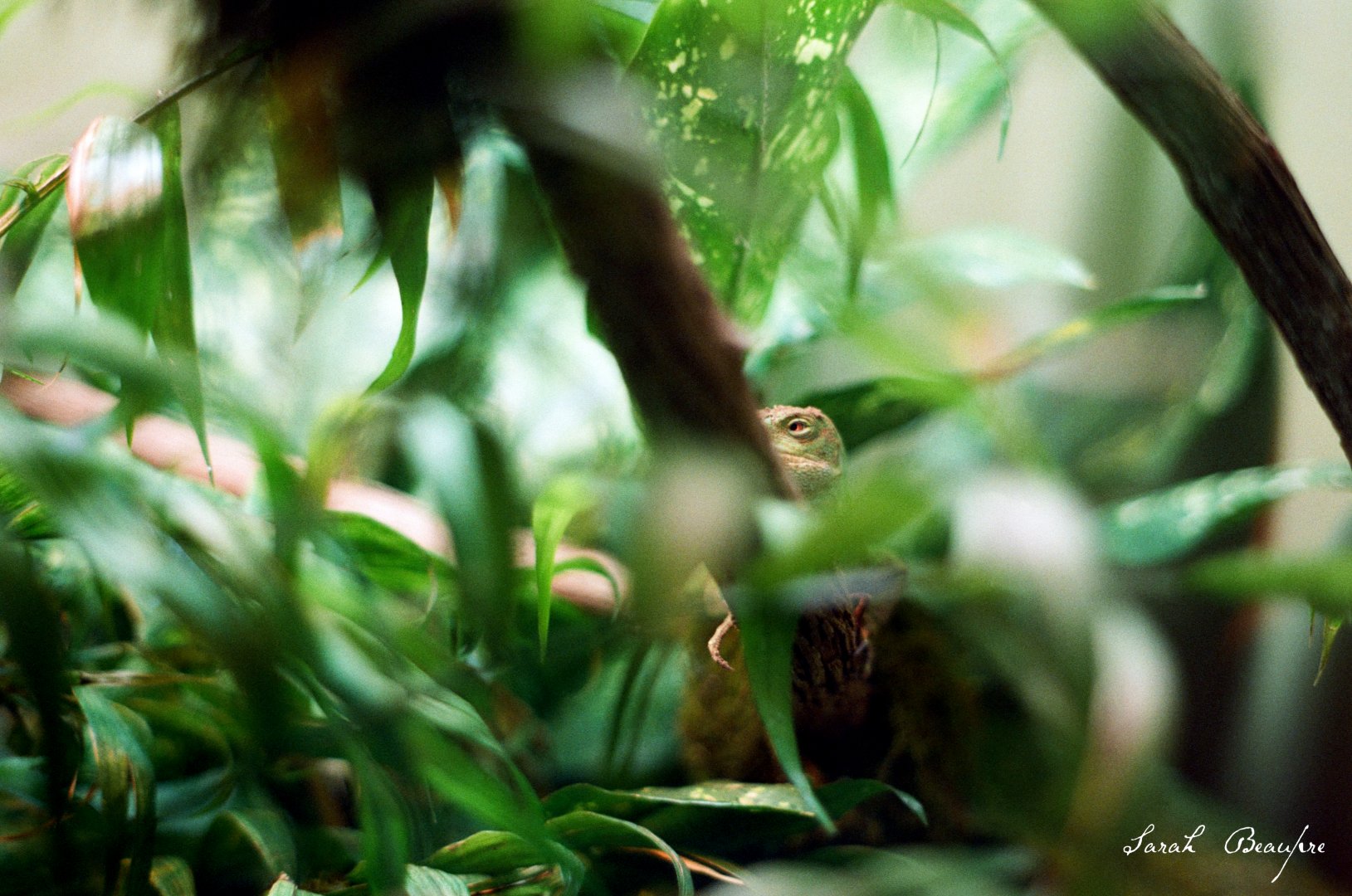 ID? - Dallas Zoo - near banded iguana