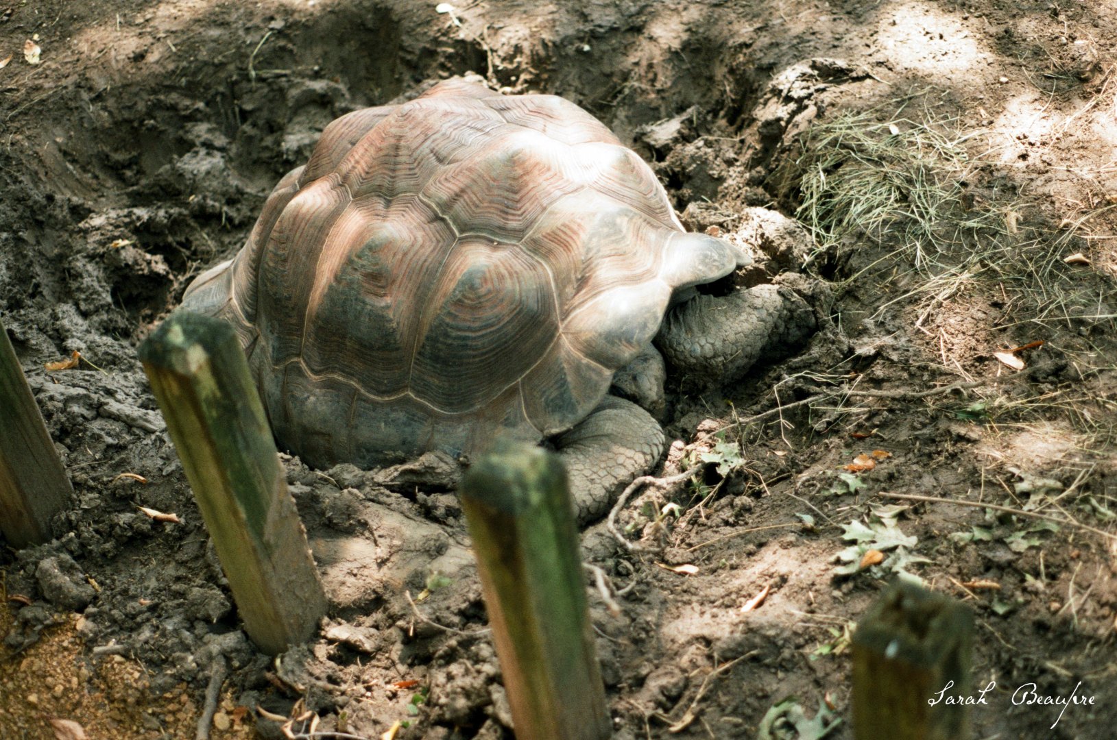 ID? - Dallas Zoo - near Giant Anteater