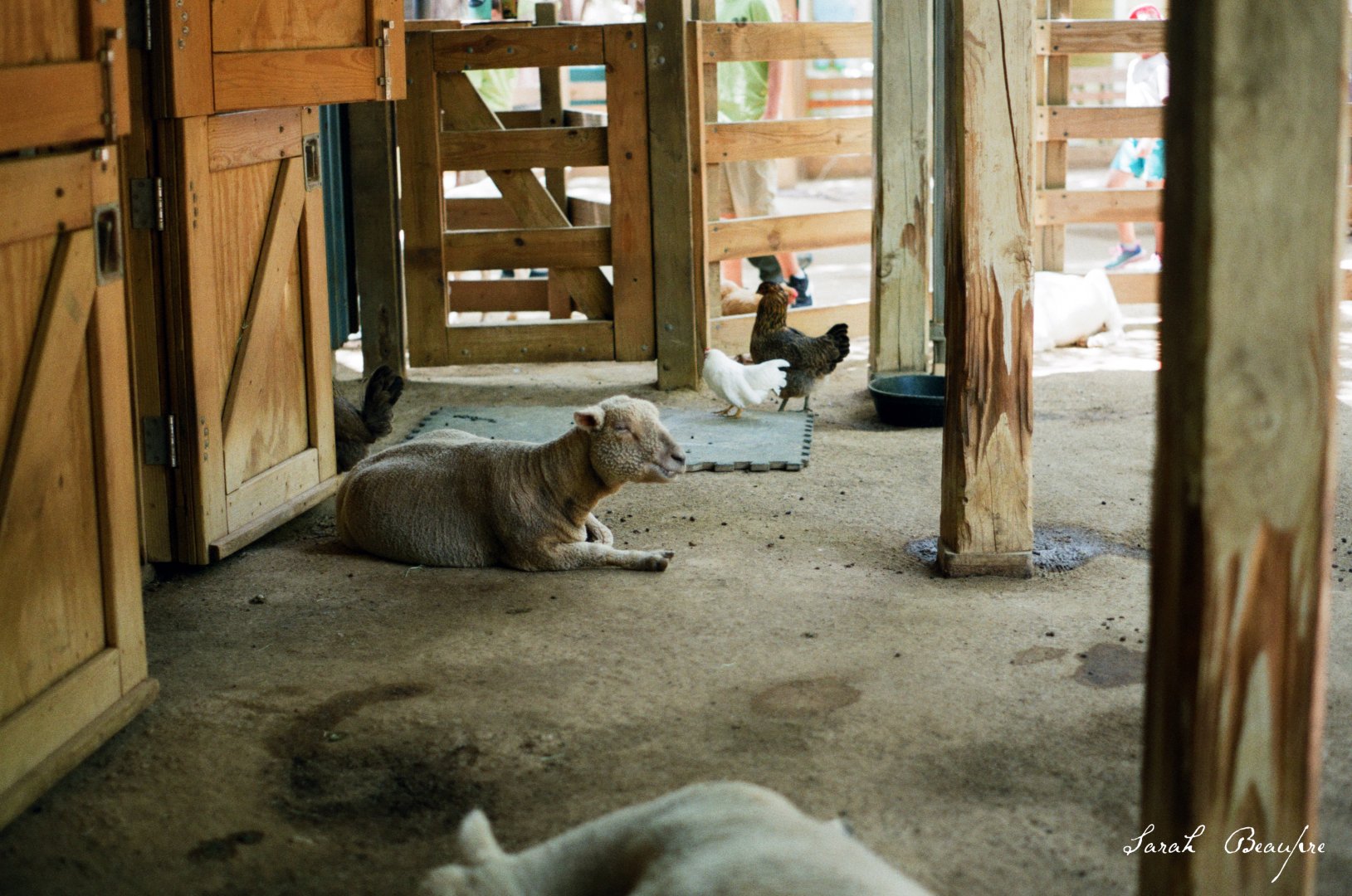 ID? - Dallas Zoo - sheep breed?