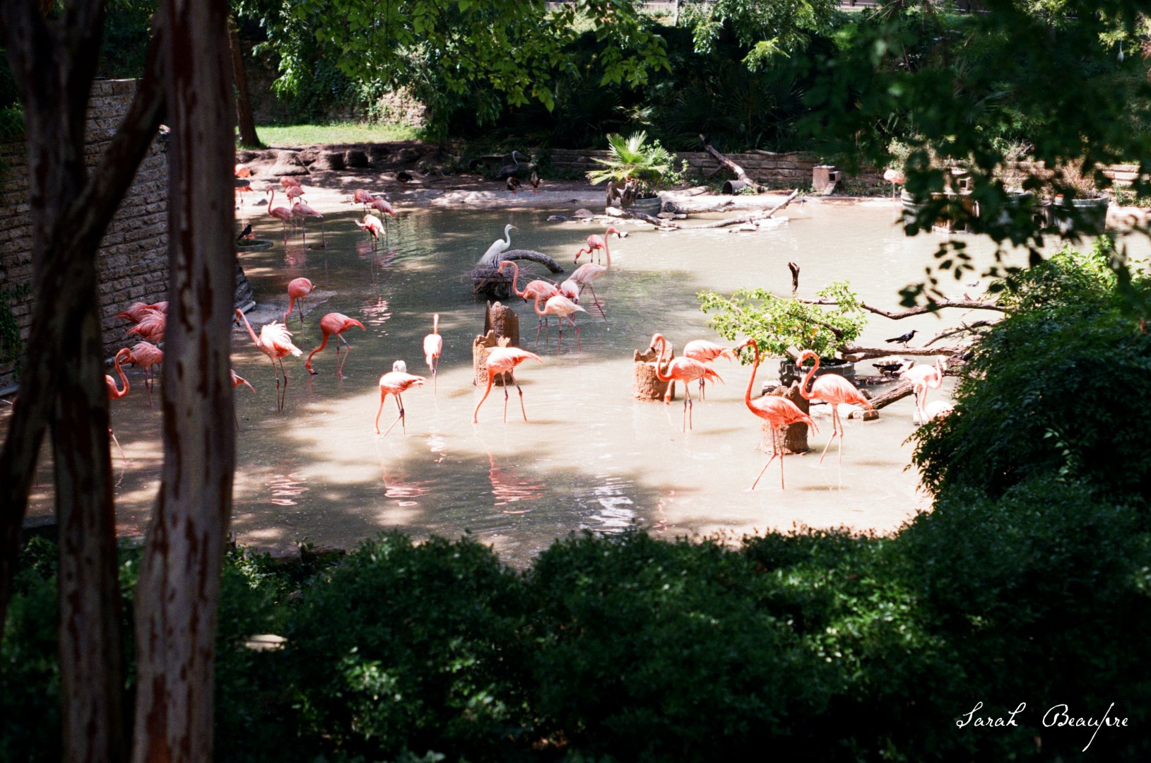 ID? - Dallas Zoo - White bird in middle