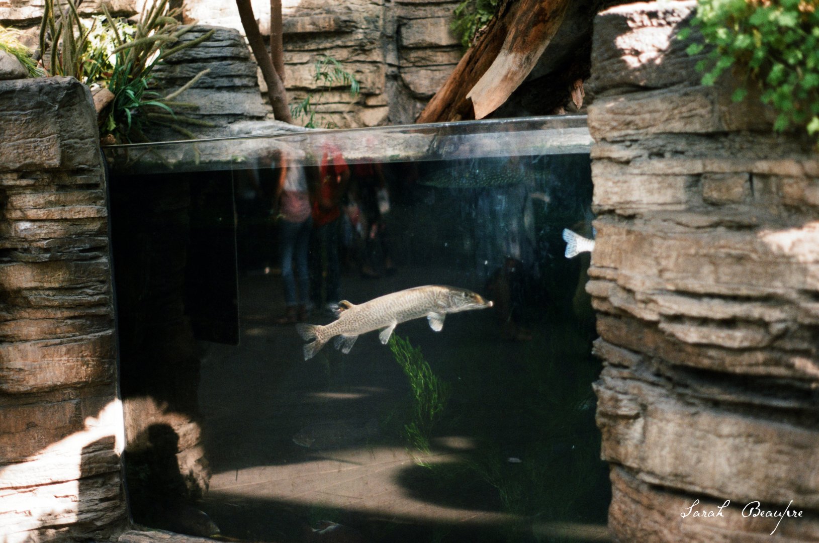 ID? - Denver Aquarium - Near otters
