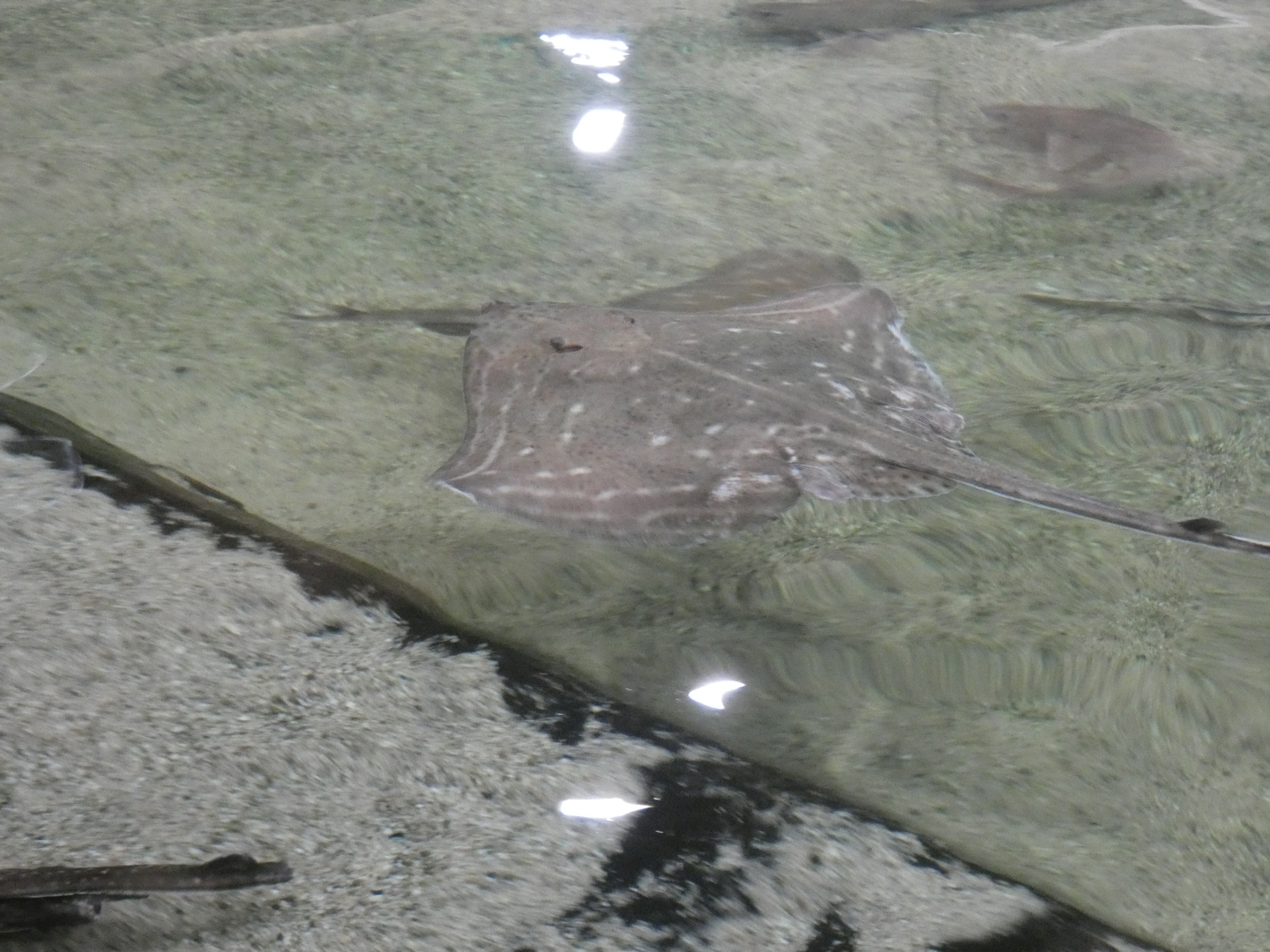 ID? - Dolfinarium Harderwijk