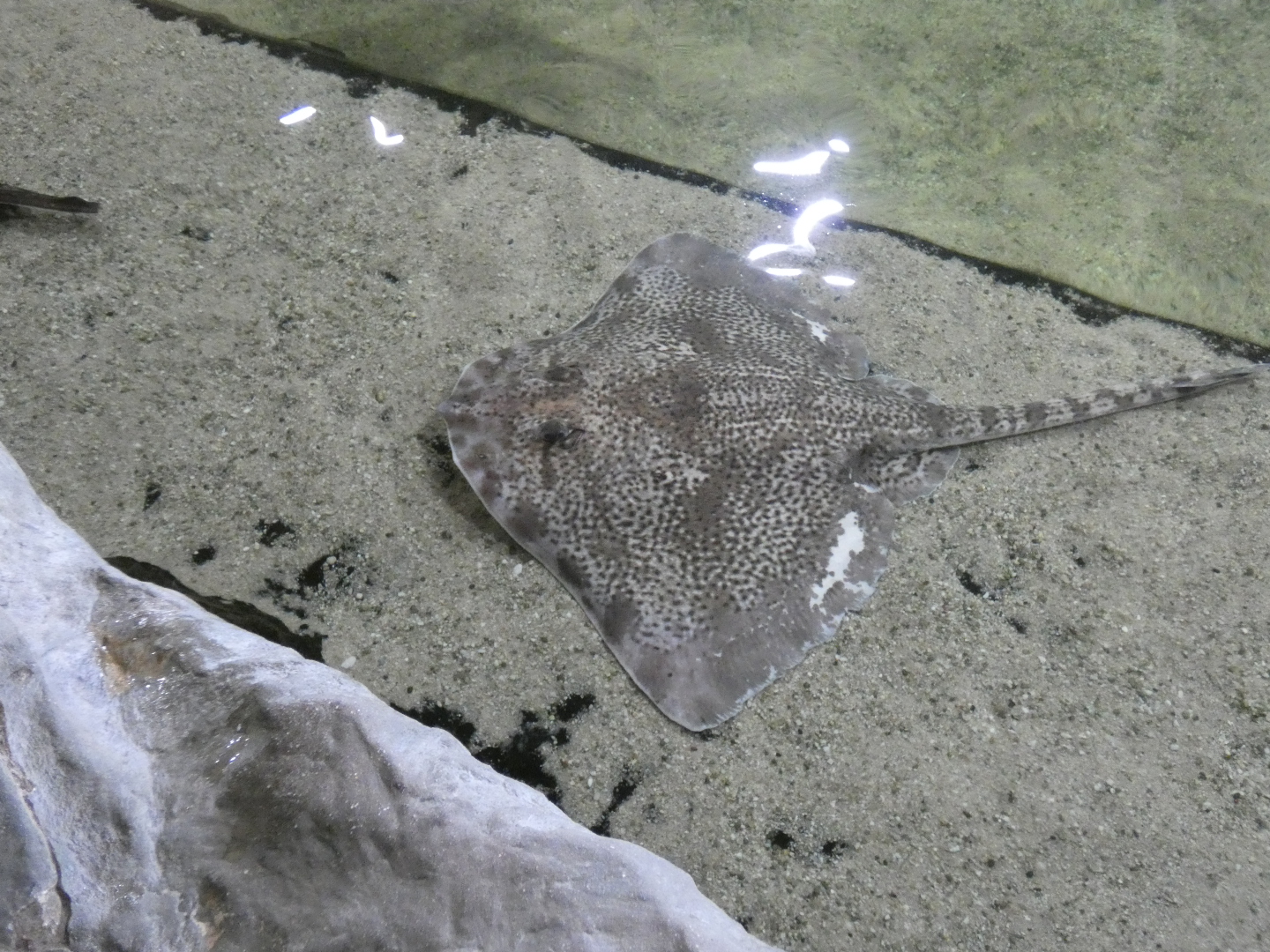 ID? - Dolfinarium Harderwijk