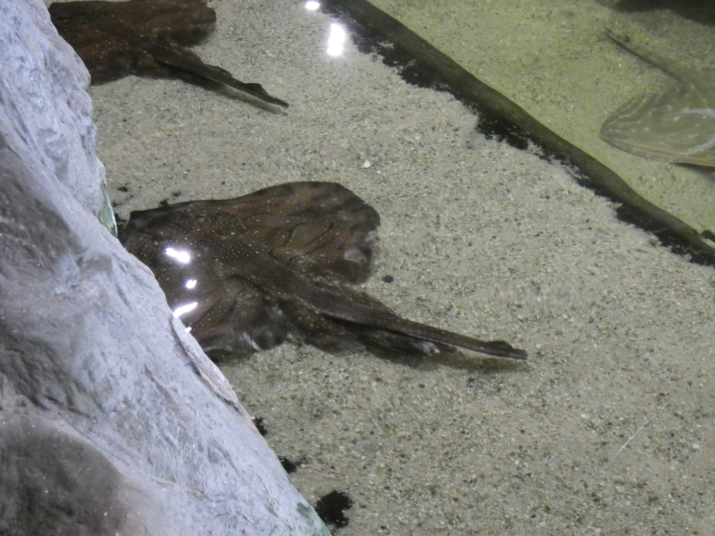 ID? - Dolfinarium Harderwijk