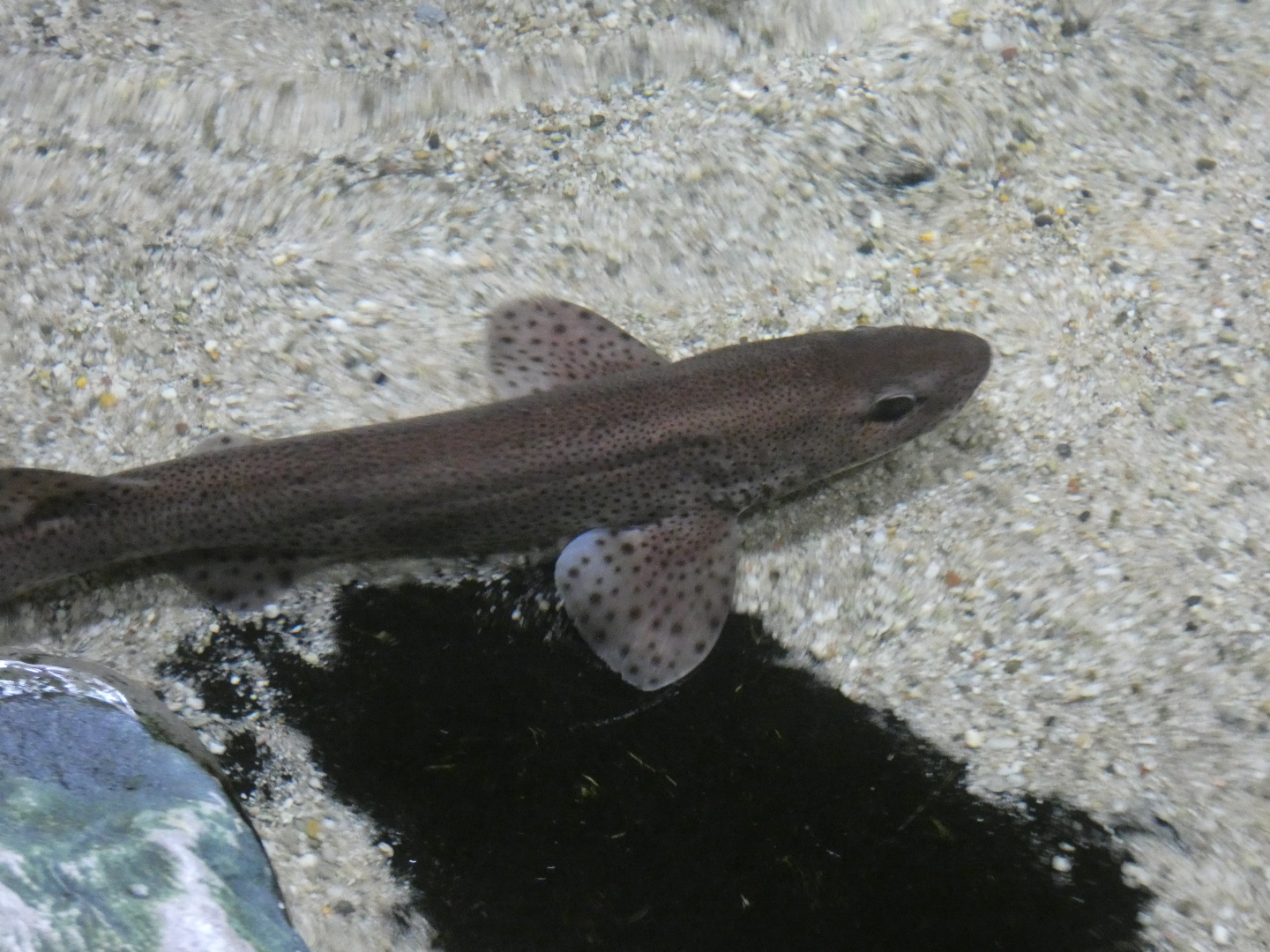 ID? - Dolfinarium Harderwijk