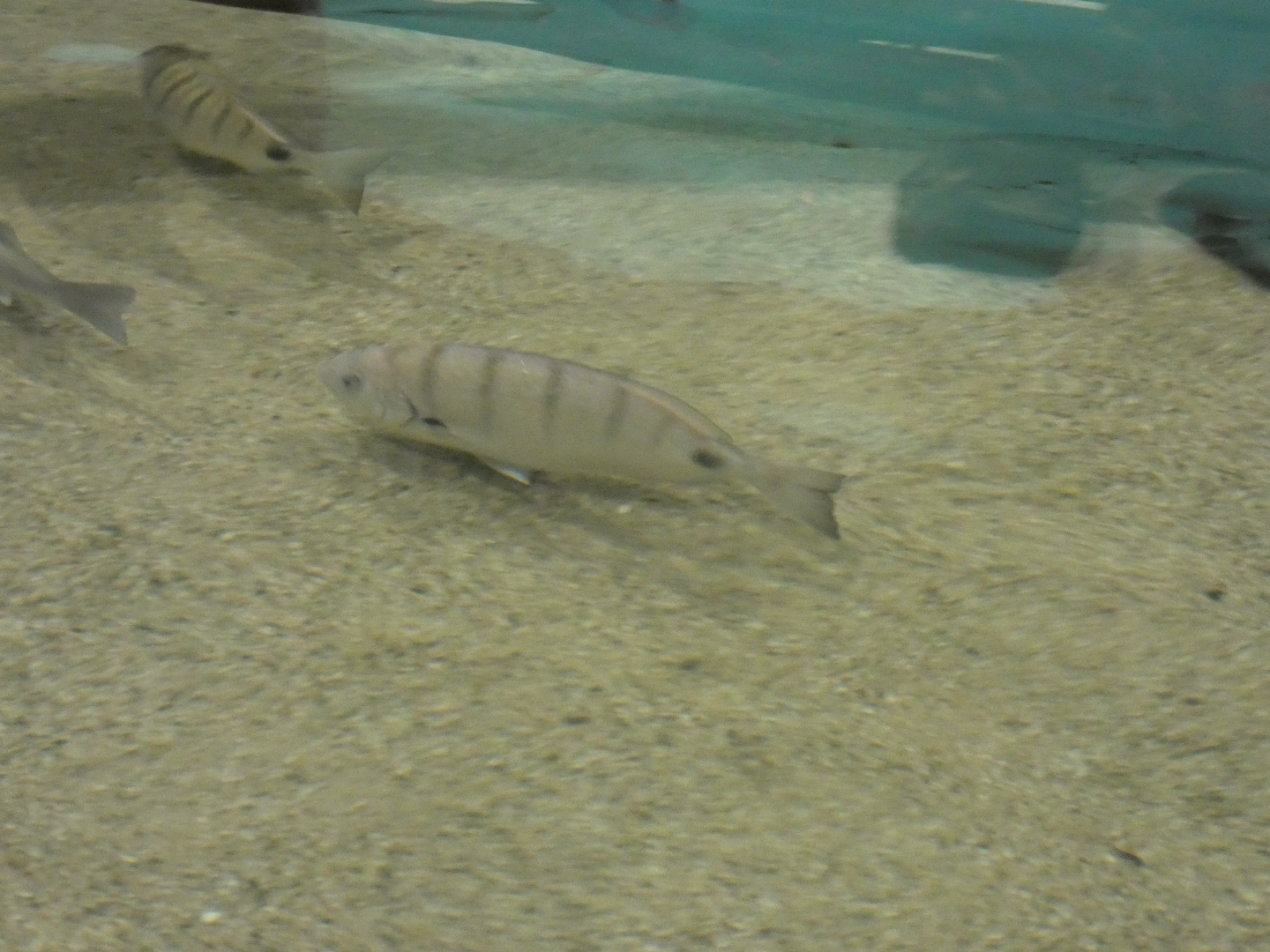 ID? - Dolfinarium Harderwijk