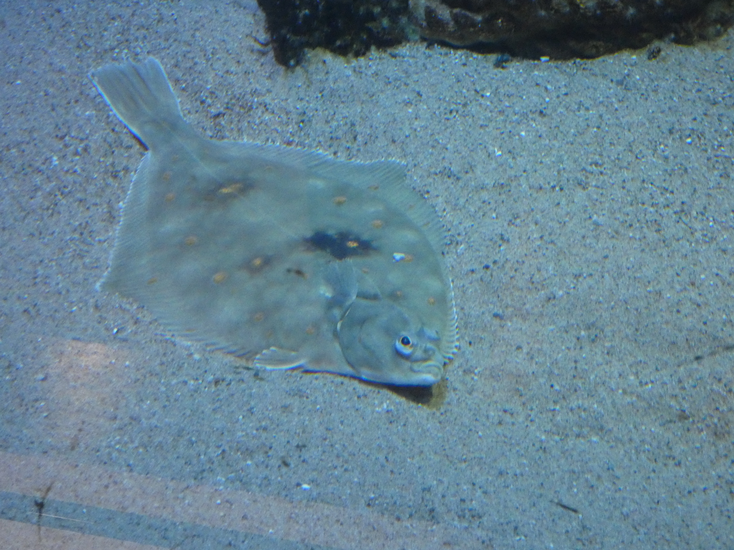 ID? - Dolfinarium Harderwijk