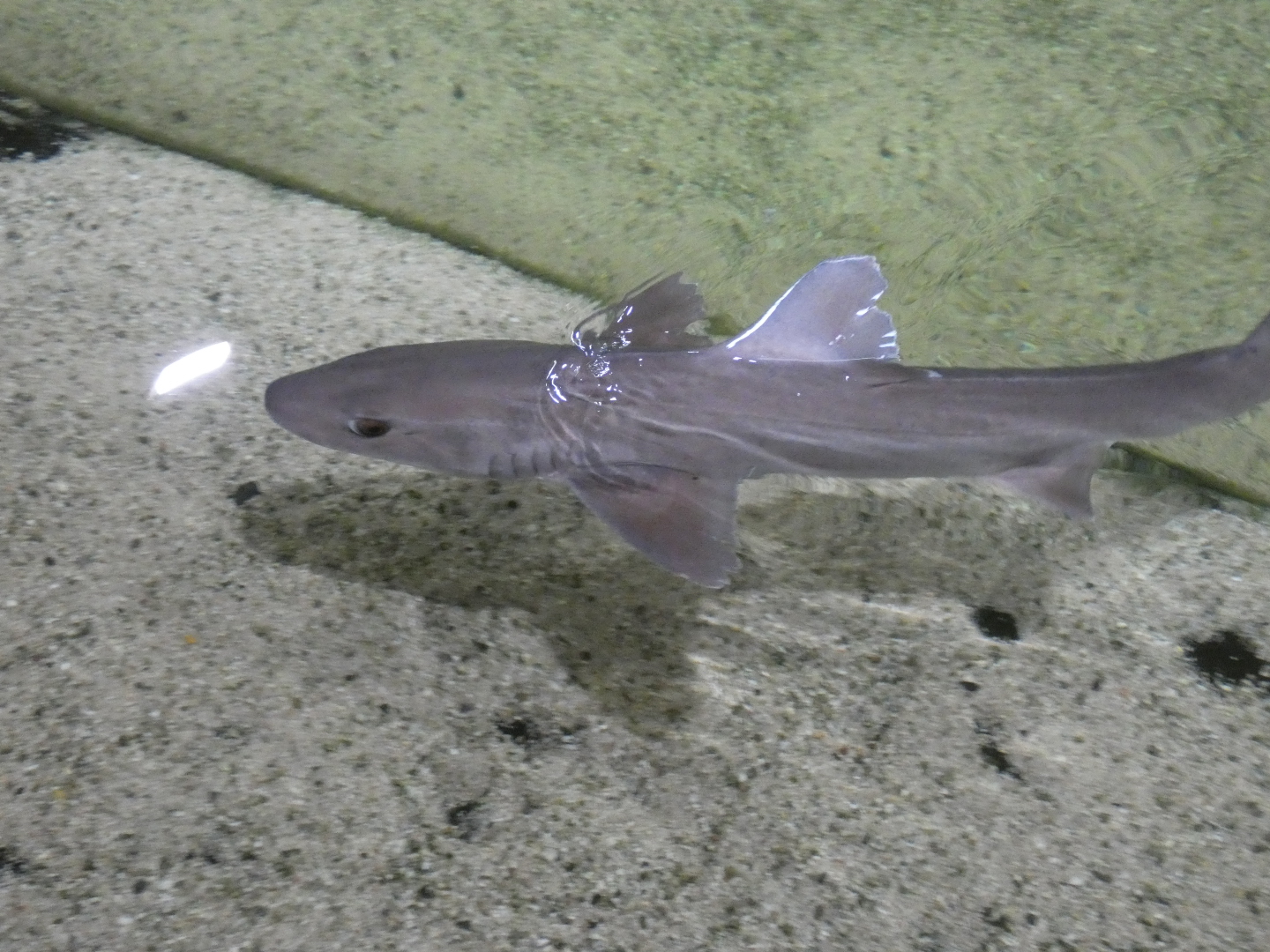 ID? - Dolfinarium Harderwijk
