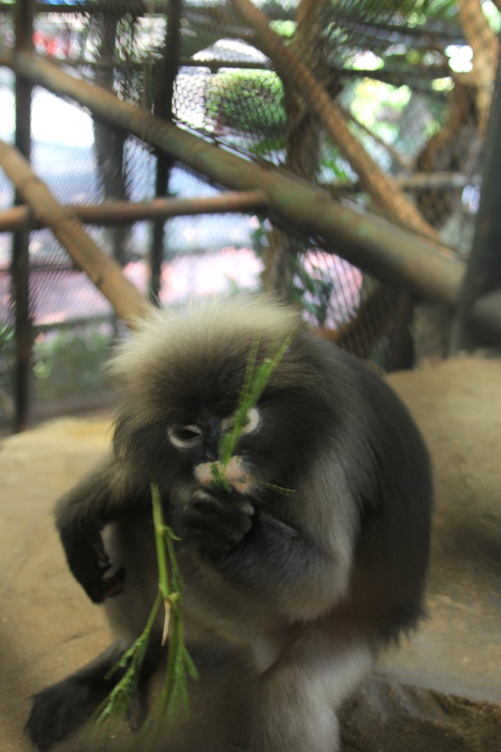ID? dusky leaf monkey or spectacled langur (Trachypithecus obscurus)