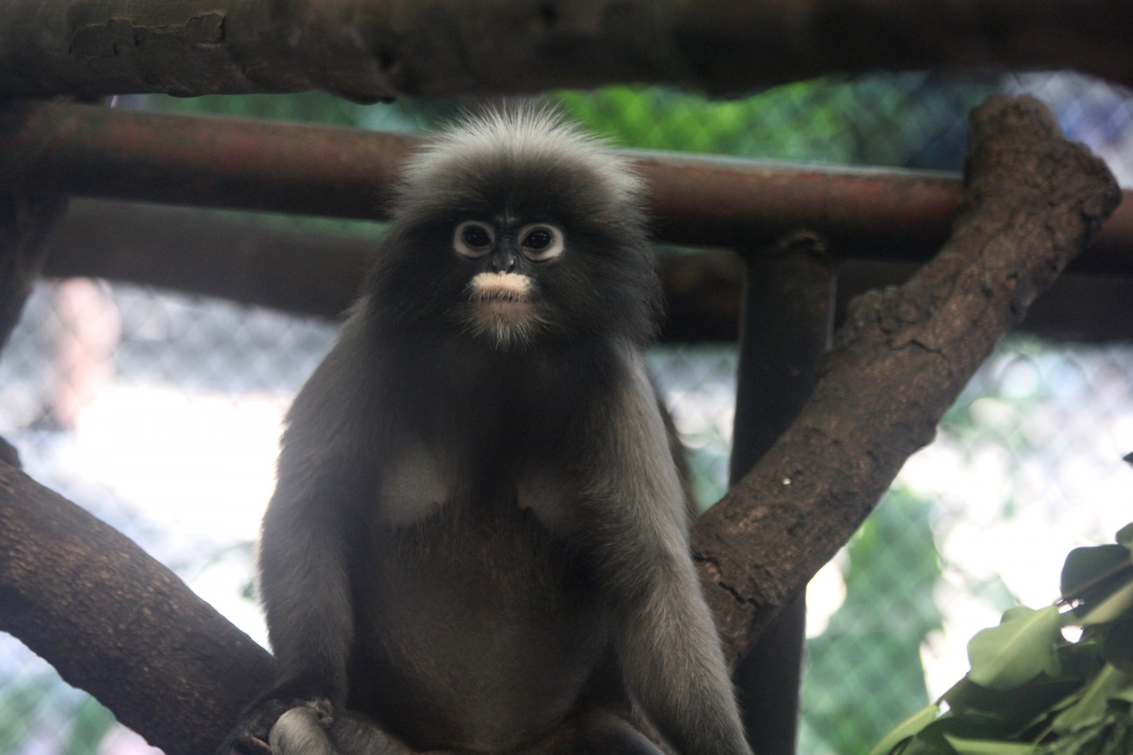 ID? dusky leaf monkey or spectacled langur (Trachypithecus obscurus)