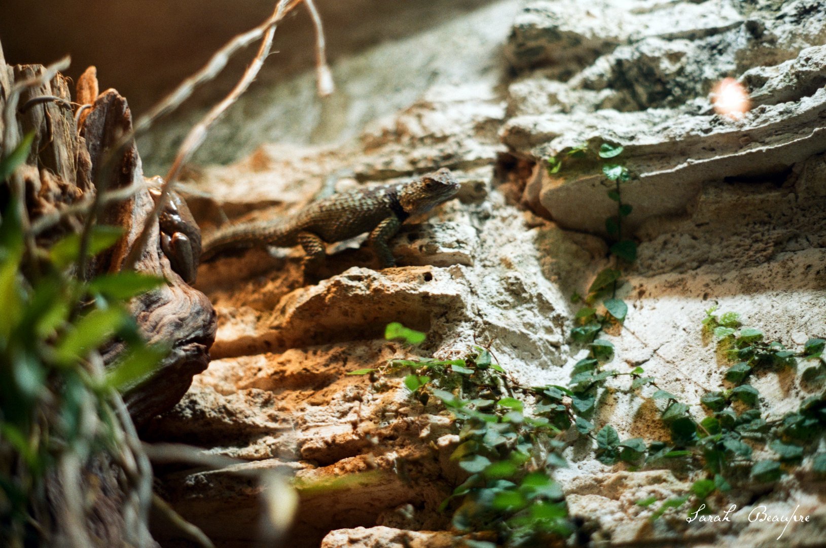 ID? - DWA - Crevice Spiny Lizard?