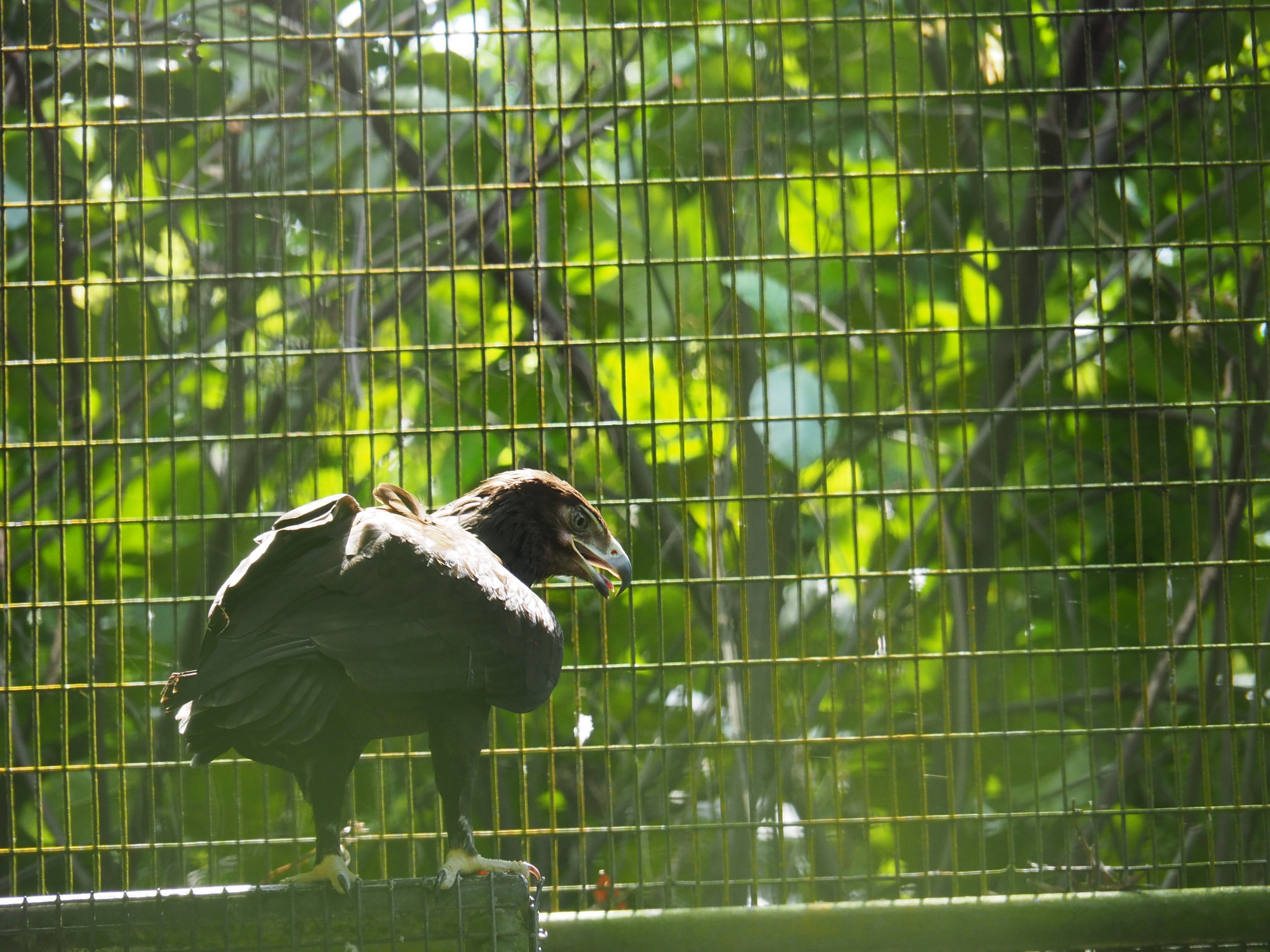ID? Eagle at Jurong Bird Park