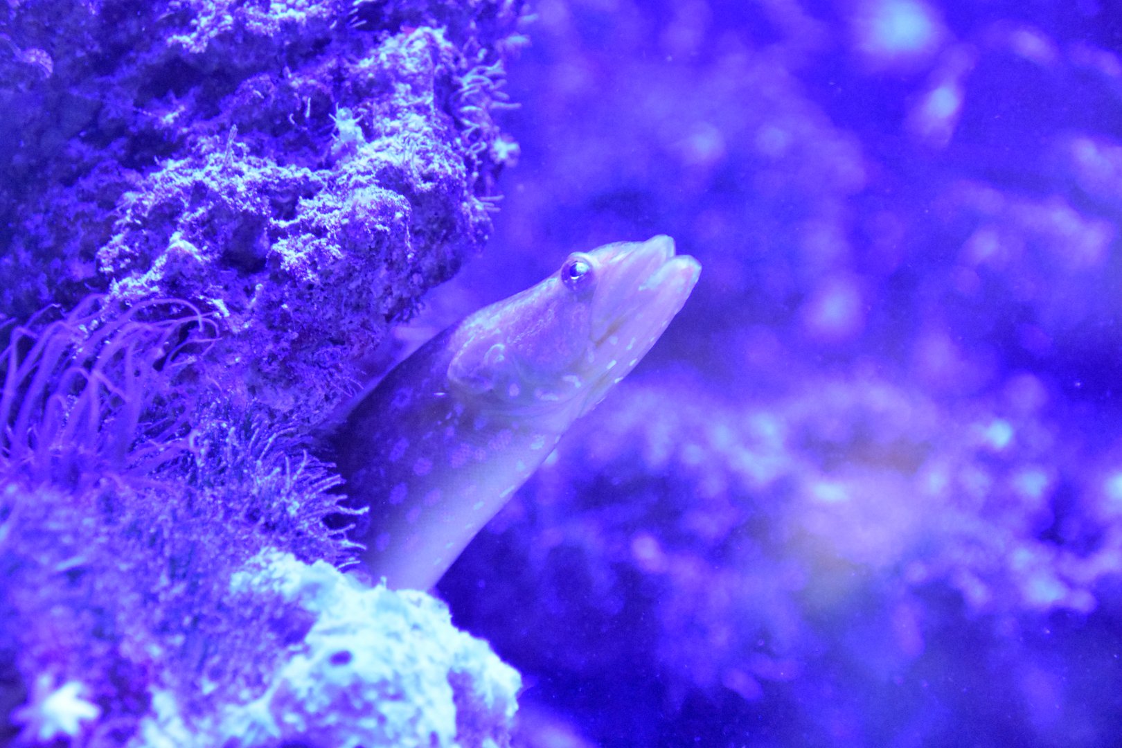 ID EEL HAUS DES MEERES