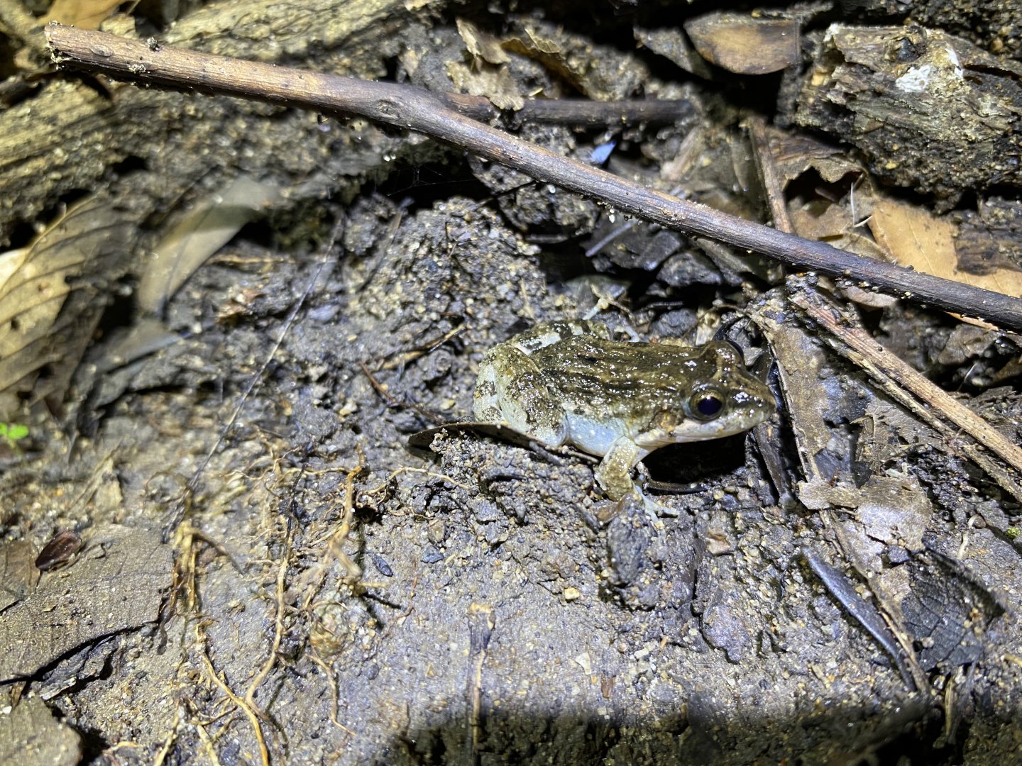 ID? Engystomops pustulosus or Leptodactylus sp.?