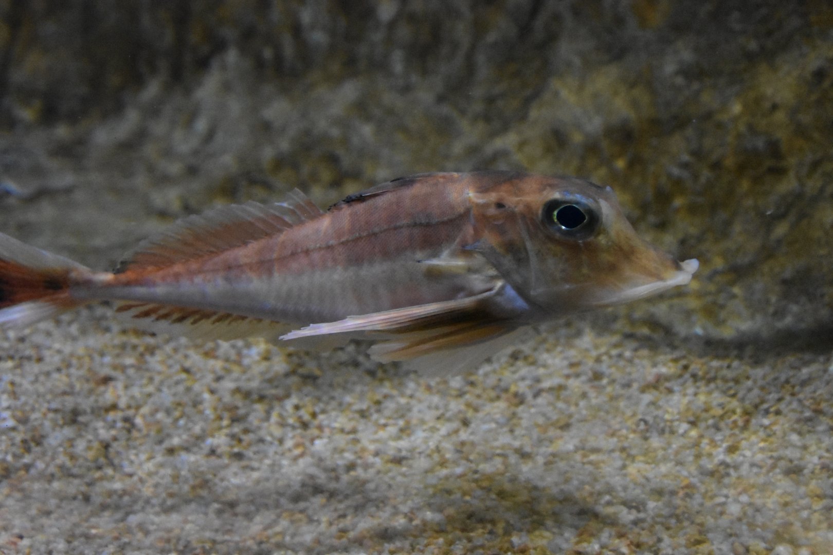 ID FISH. AQUARIUM BARCELONA