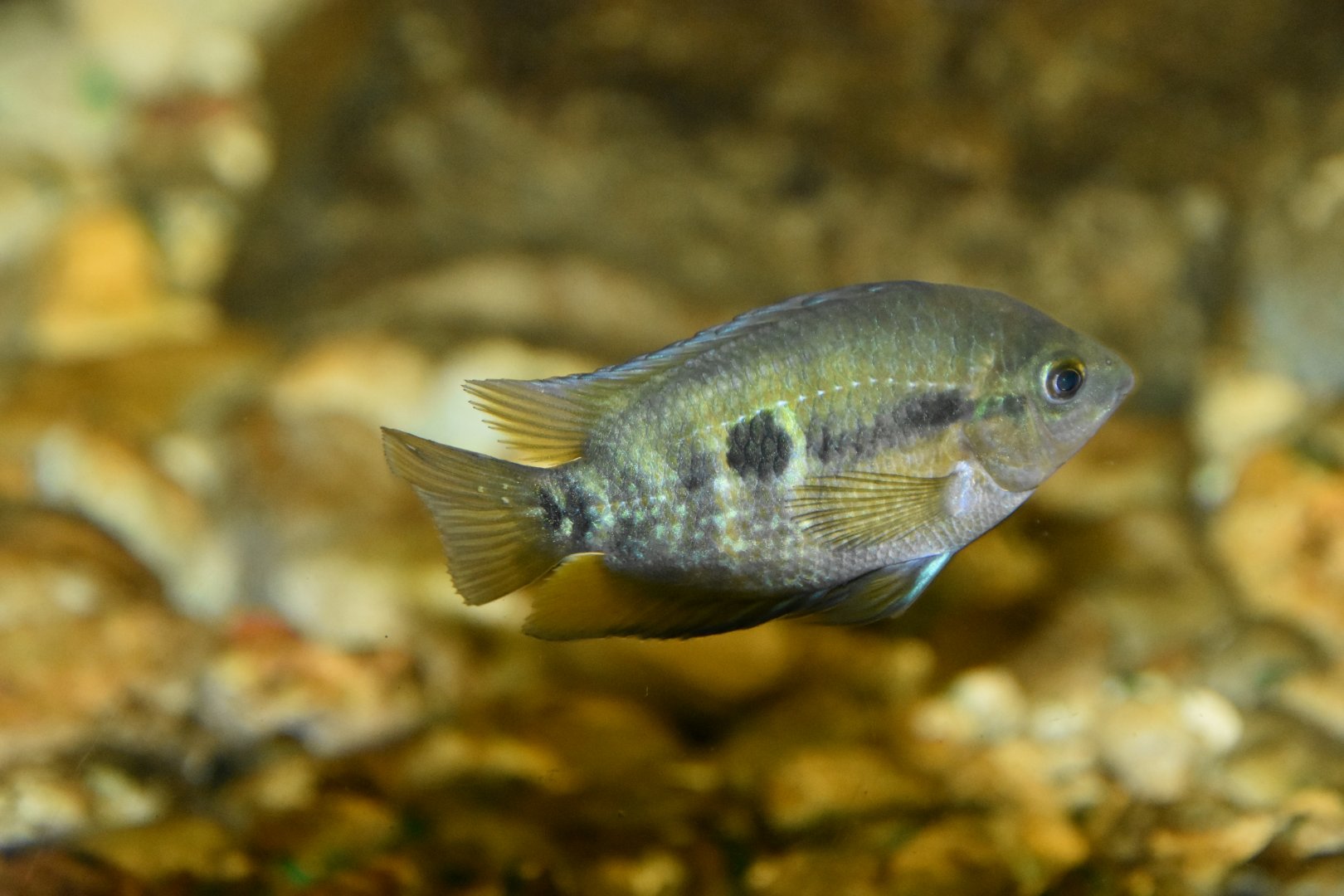 ID FISH (PLZEN ZOO)