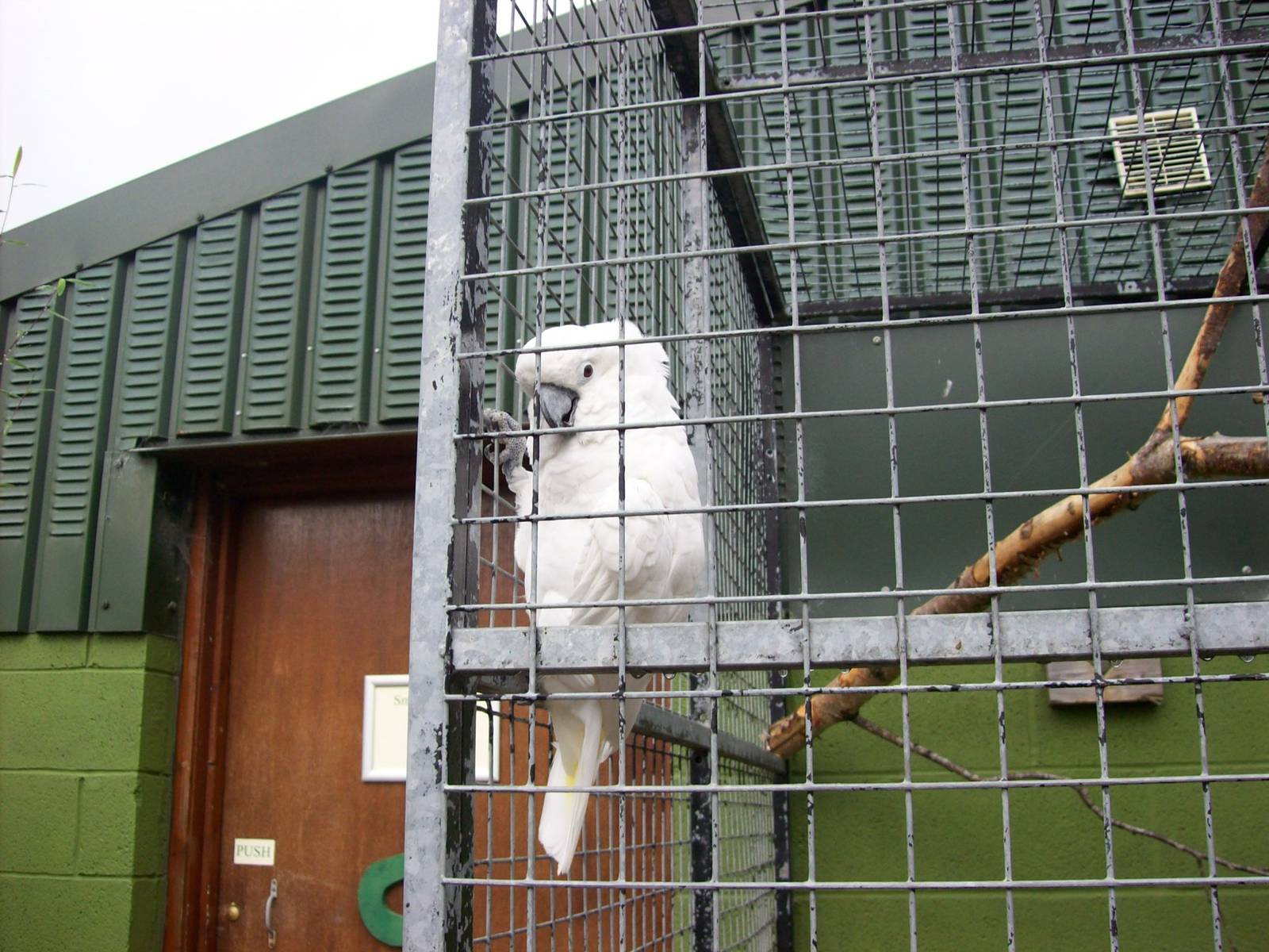 Id for cockatoo needed
