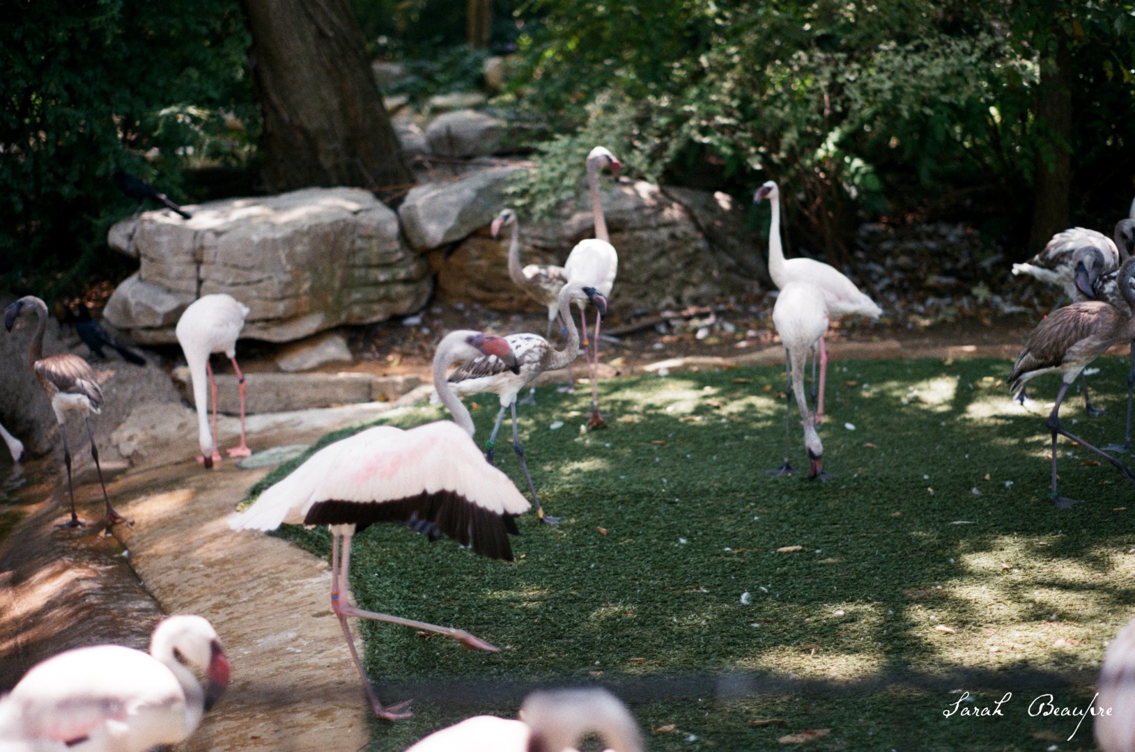 ID? - Forth Worth Zoo - across from MOLA entrance