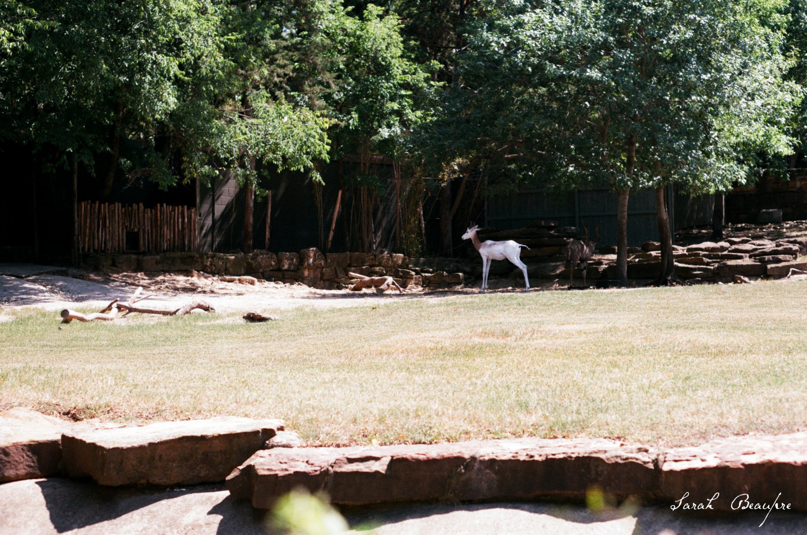 ID? - Forth Worth Zoo - Addra/Dama and Lesser Kudu?