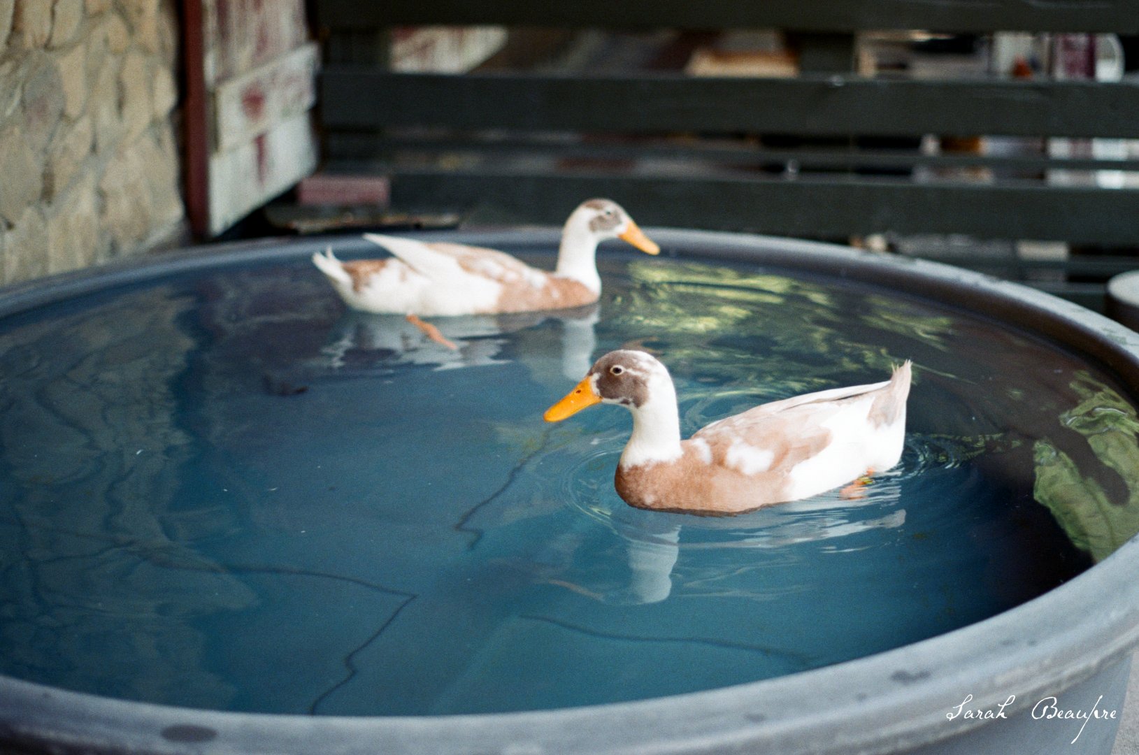 ID? - Forth Worth Zoo - children's zoo?
