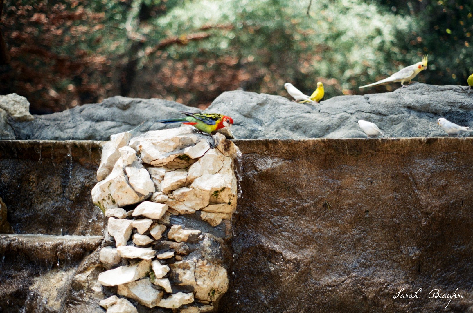 ID? - Forth Worth Zoo - Parakeet/Canary aviary