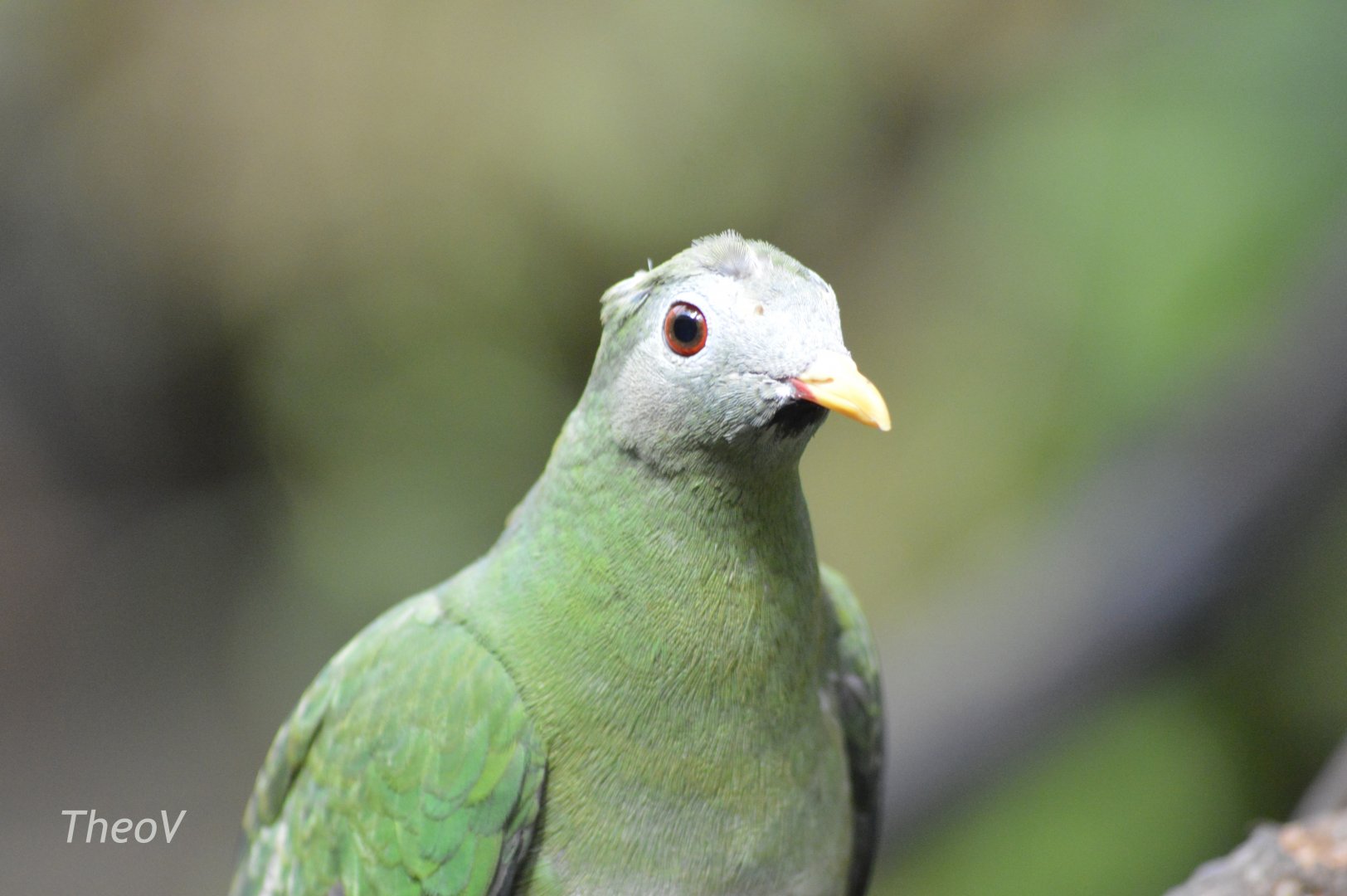 [ID] Fruit dove - Tropic Zone [2017]