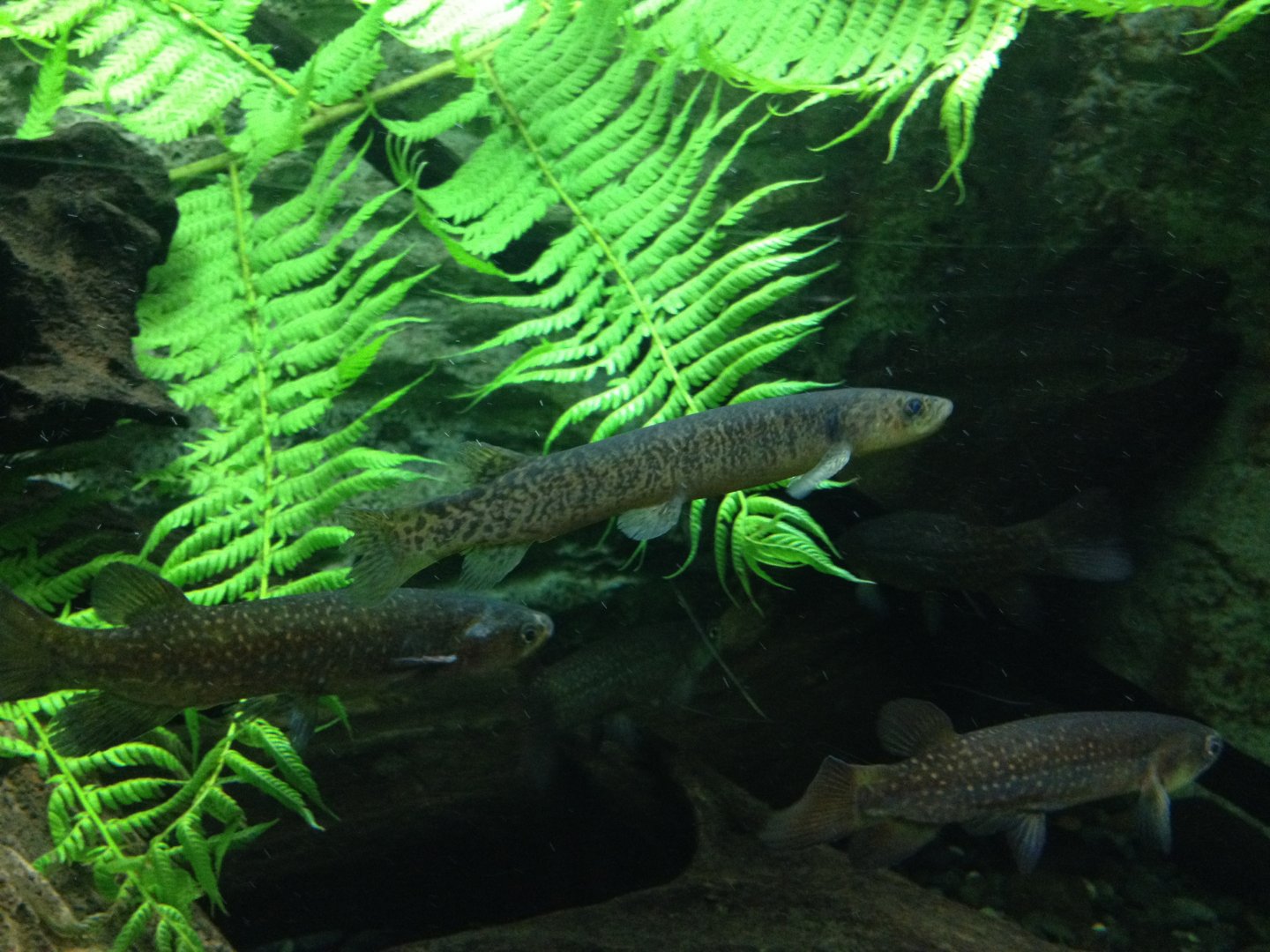 ID? & Giant Kokopus (Galaxias argenteus)