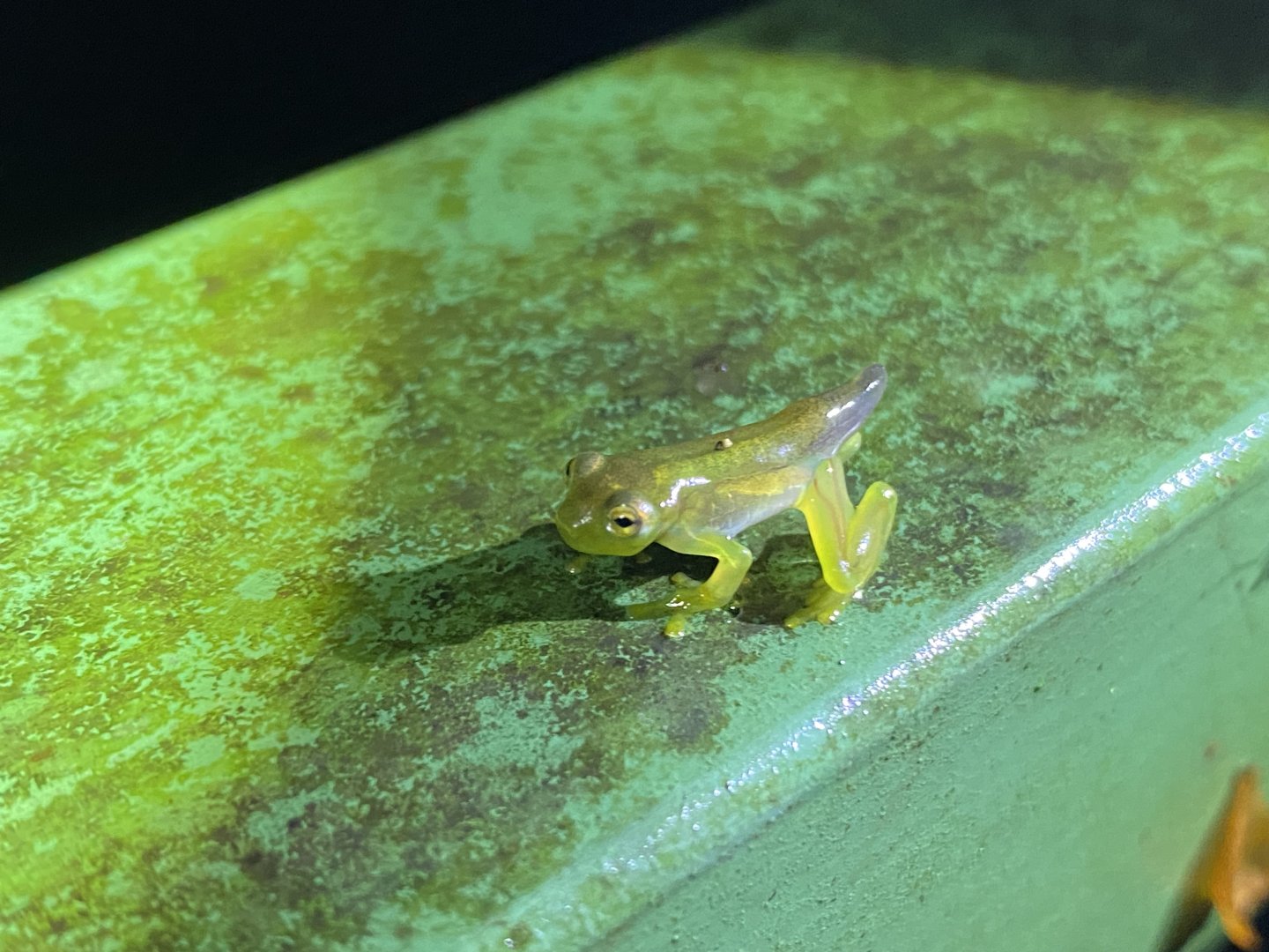ID? Glass Frog sp.?