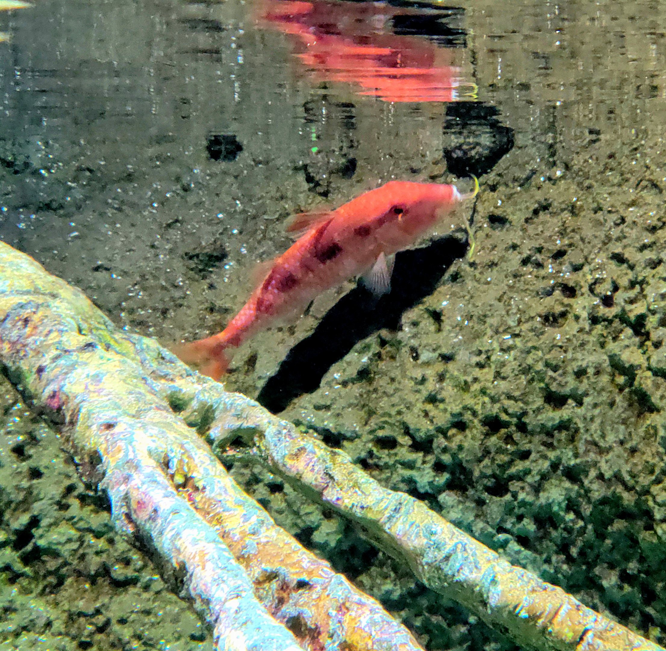 ID Goatfish  - Riverbanks Zoo
