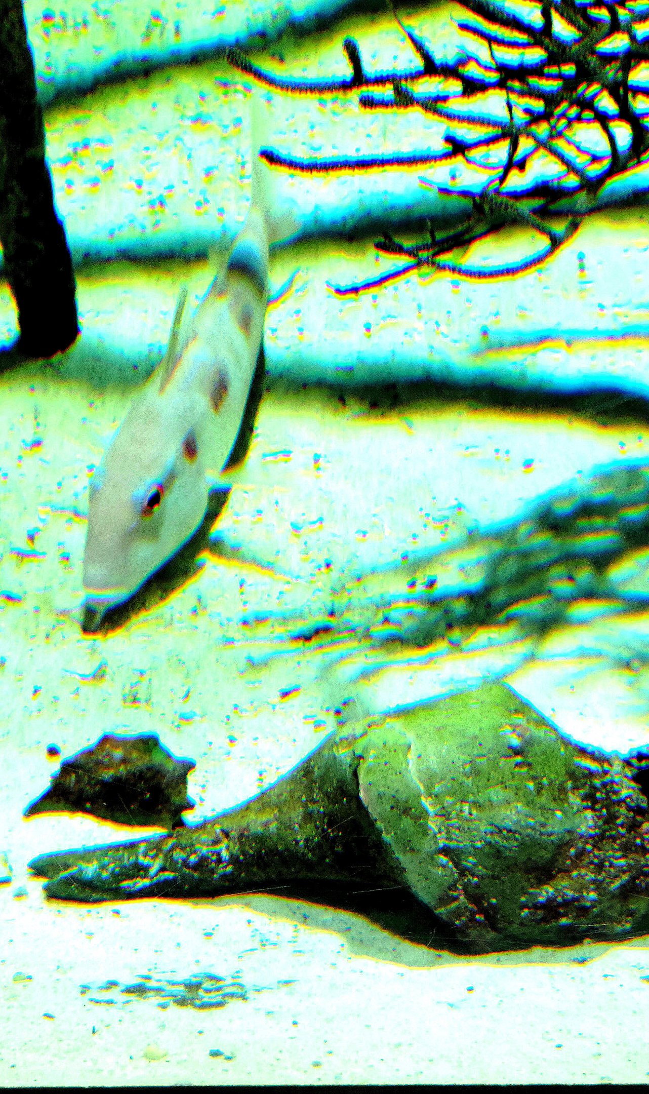 ID Goatfish-Riverbanks Zoo
