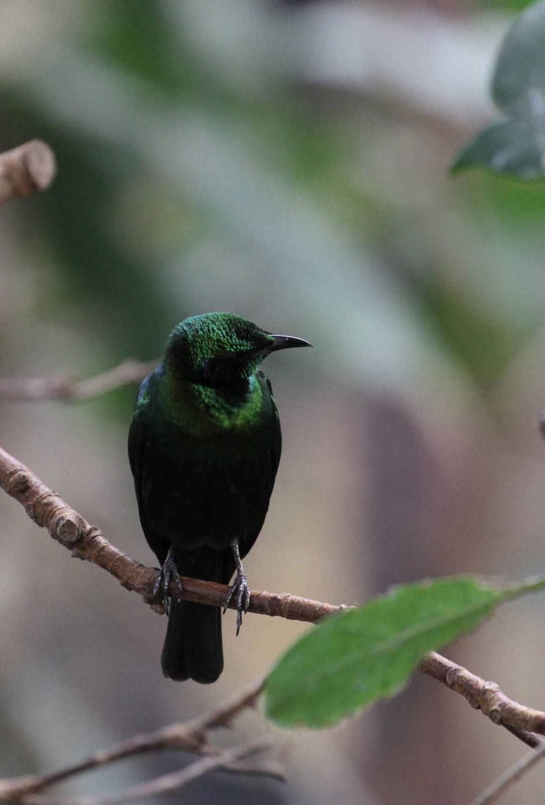 ID Help Again Please