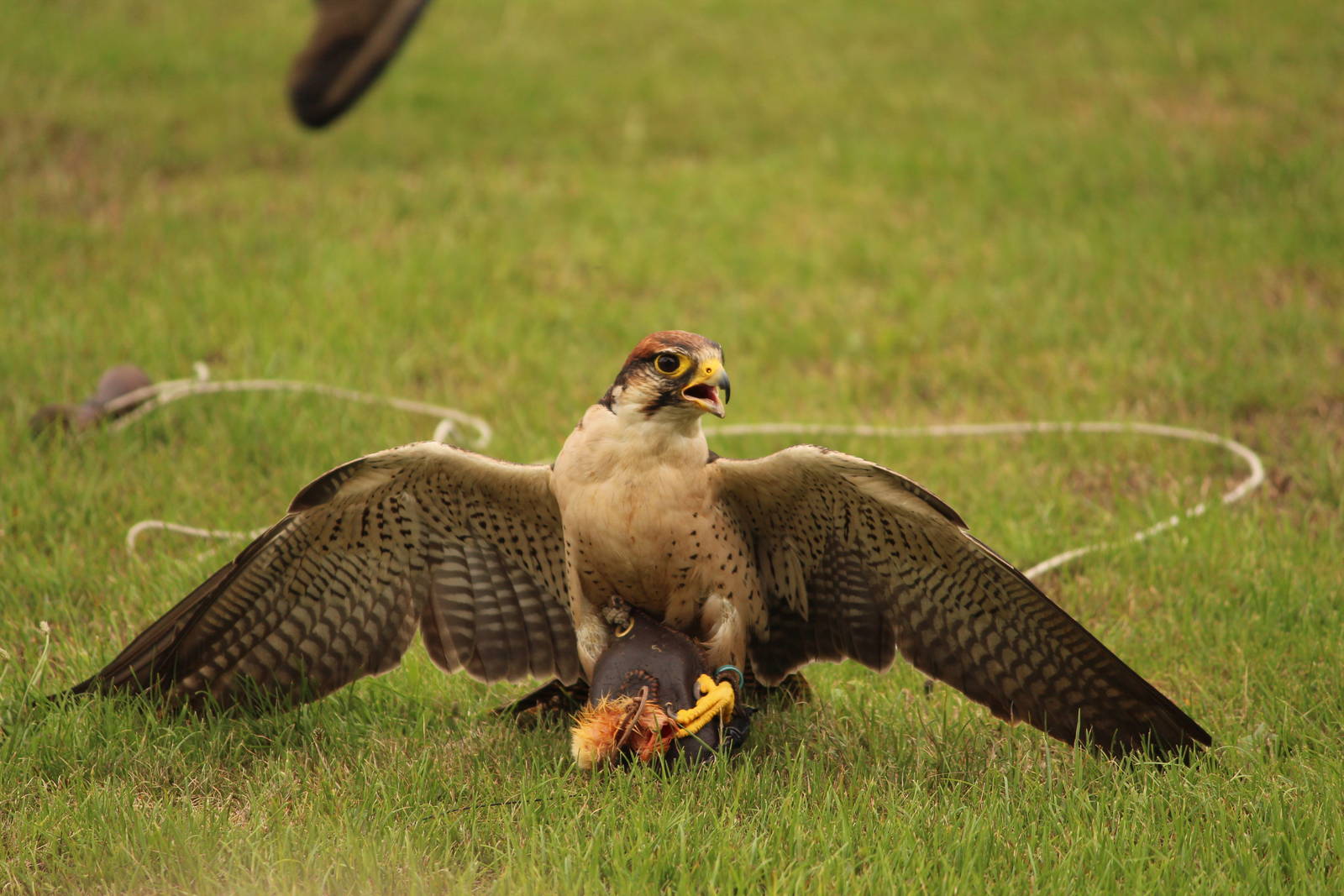 ID Help, again, please!