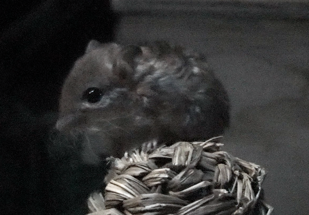ID Help | Bronx Zoo Mouse House