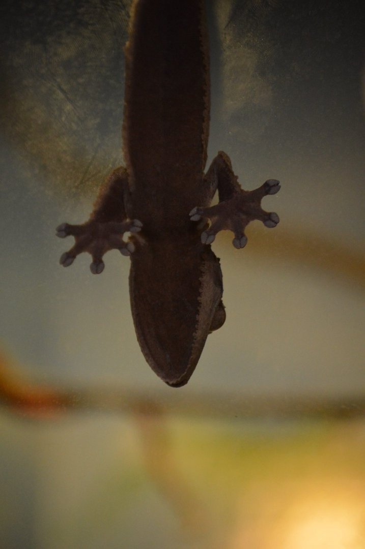 ID Help, Leaf-Tailed Gecko species