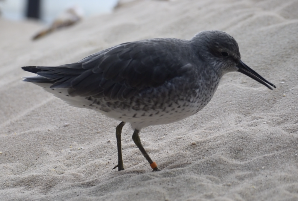 ID Help - Monterey Bay Aquarium - Red Knot?