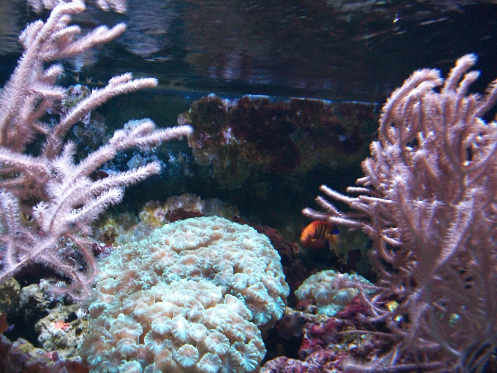 ID help needed, Australasian aquarium fish