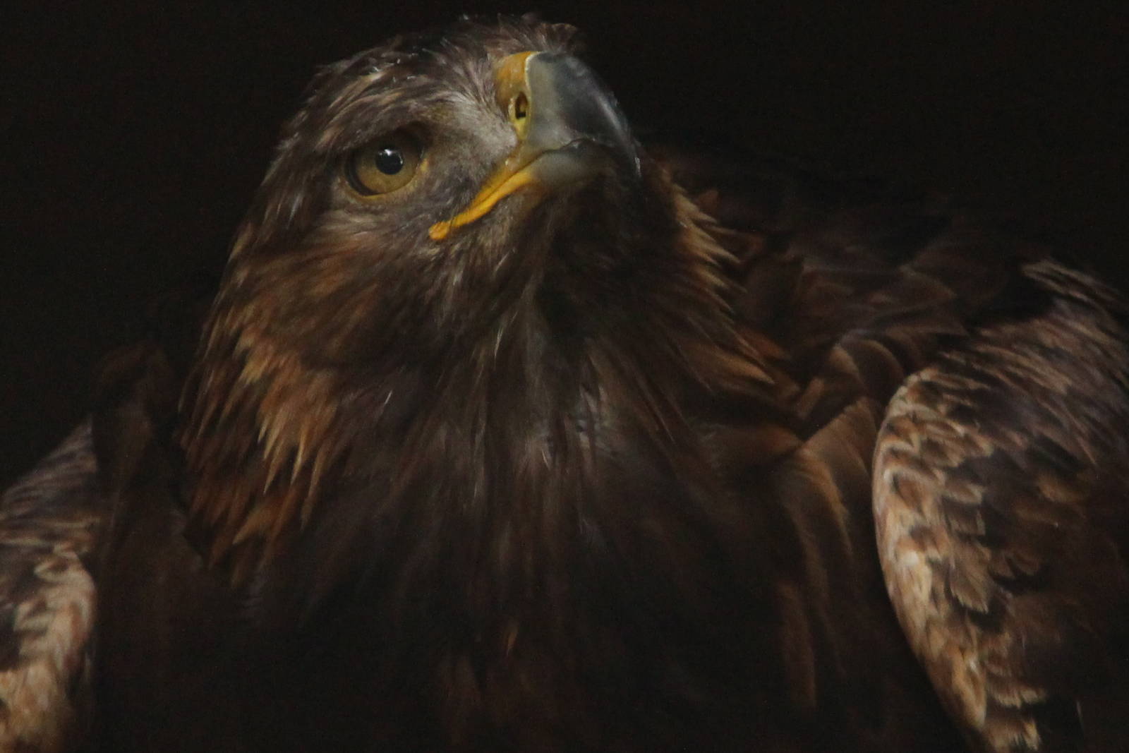 ID help needed, please