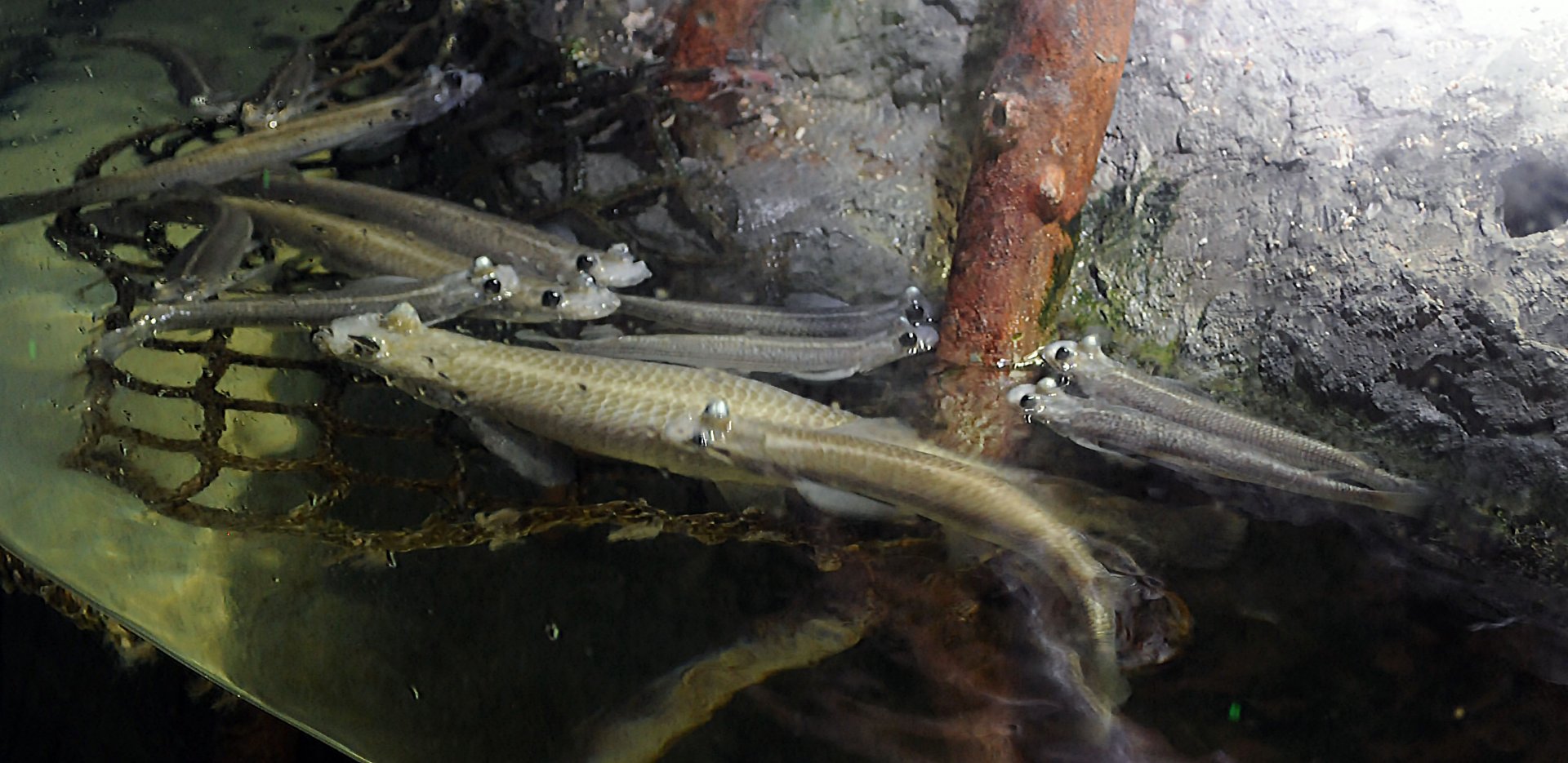 ID Help please? taken 11 08 2012