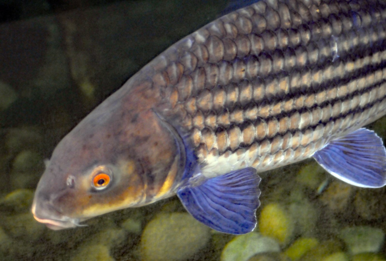 ID Help please? taken 27 08 2011 possibly from the tank in the Elephant house?