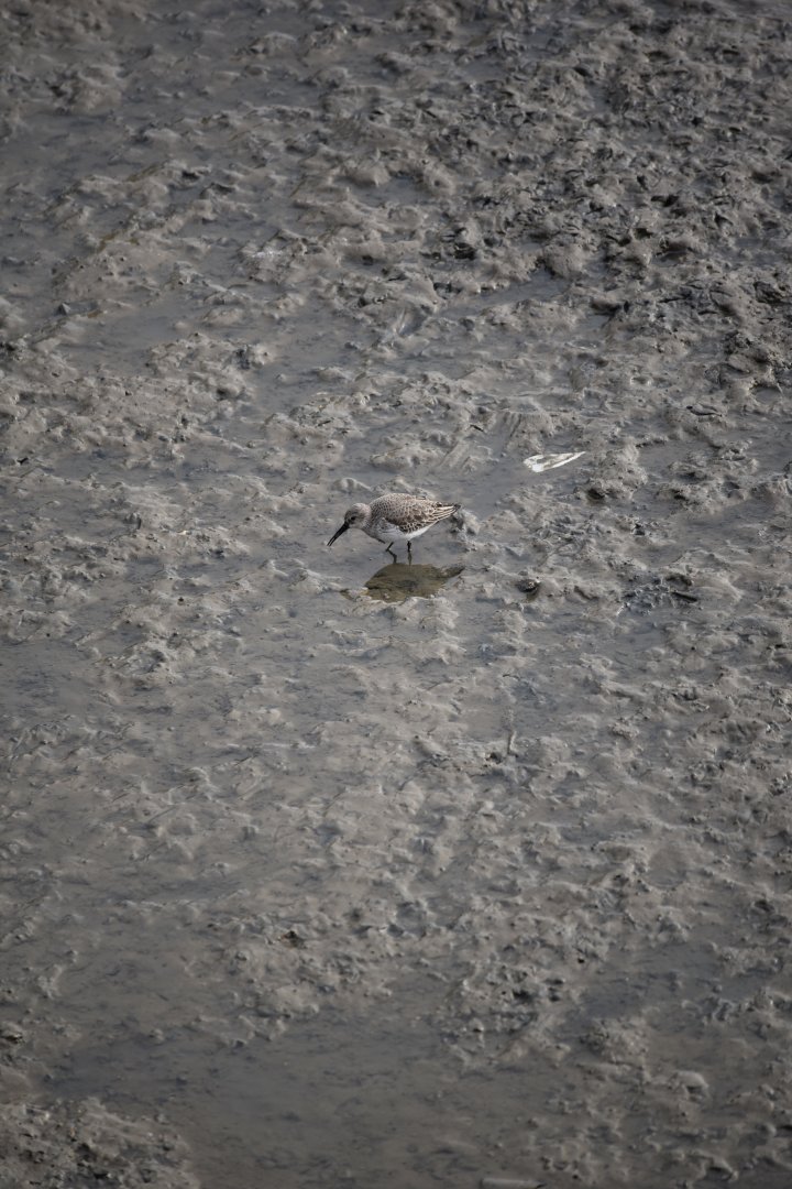 ID help : Sanderling or Curlew sandpiper ?