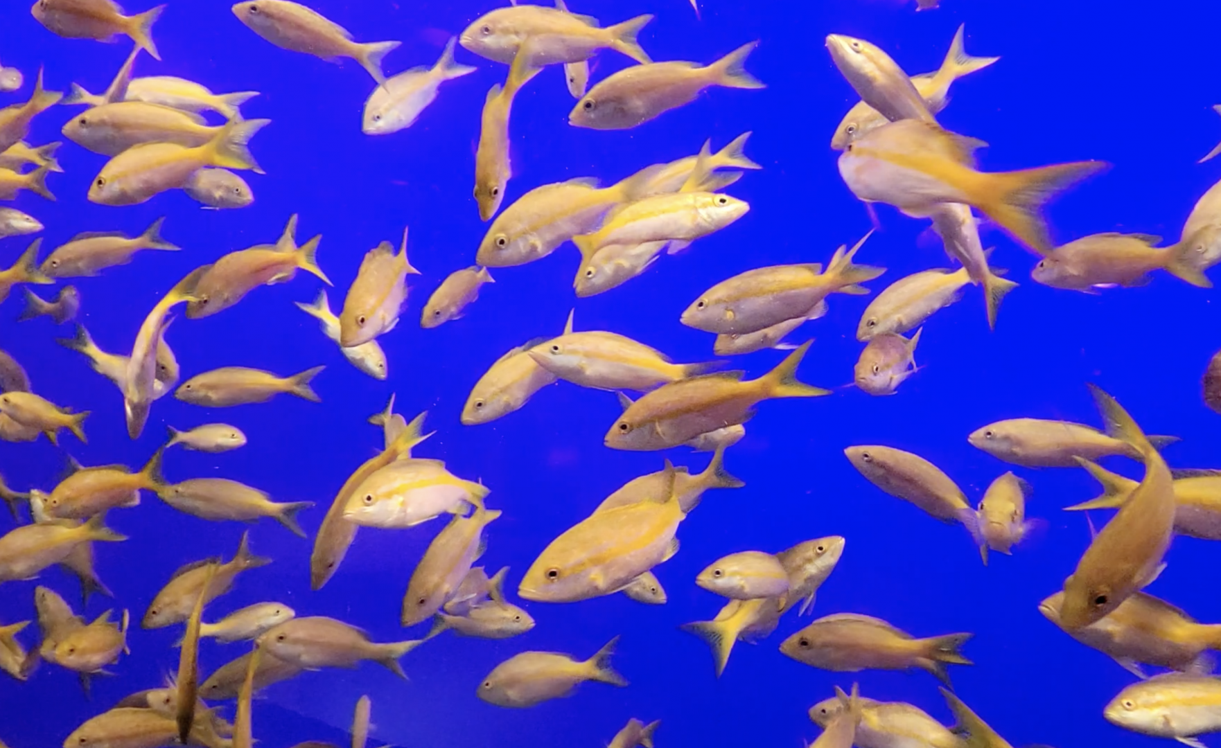 ID HELP SeaWorld Orlando - Journey to Atlantis