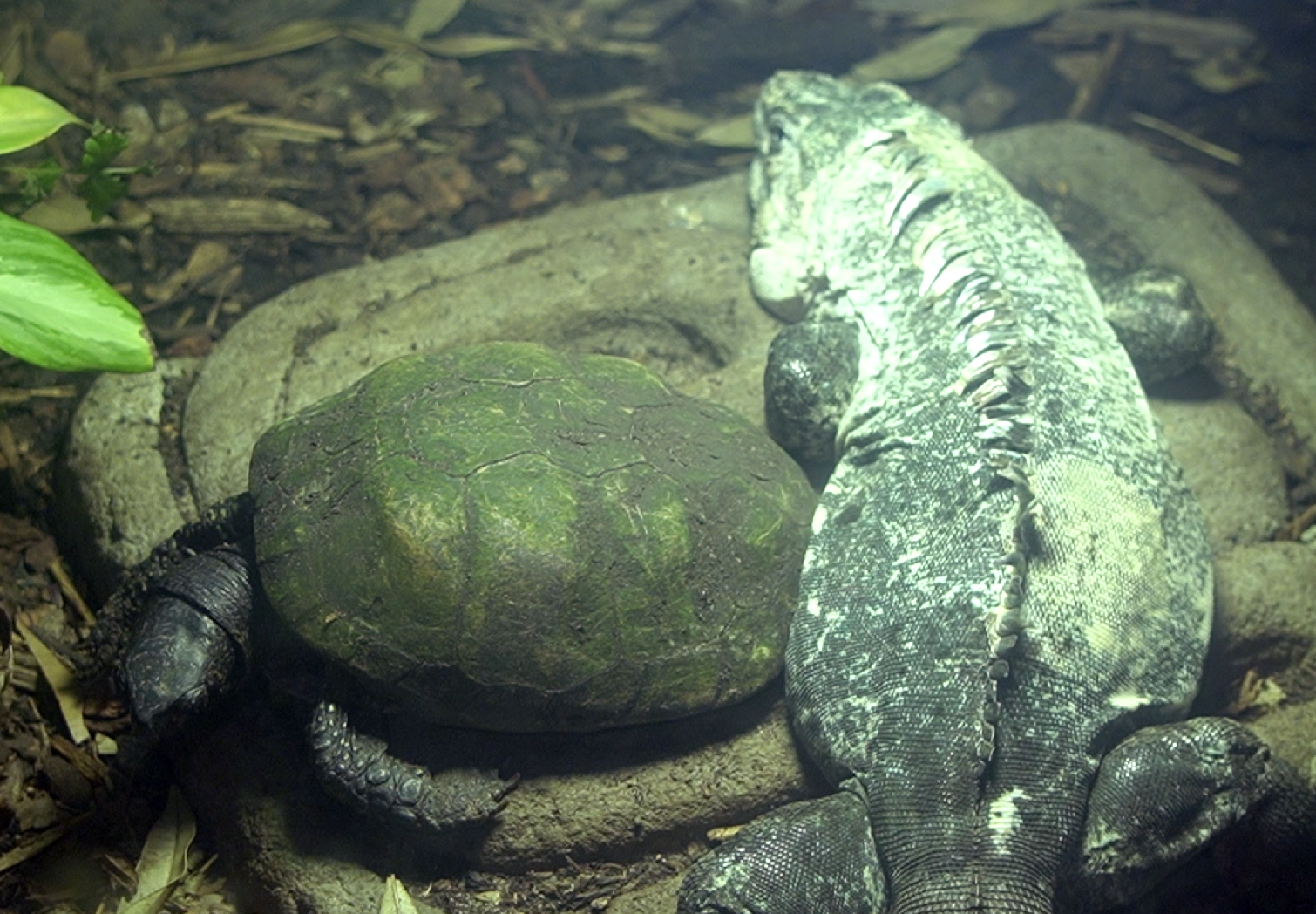 ID Help - Utila Spiny-tailed Iguana & a...???