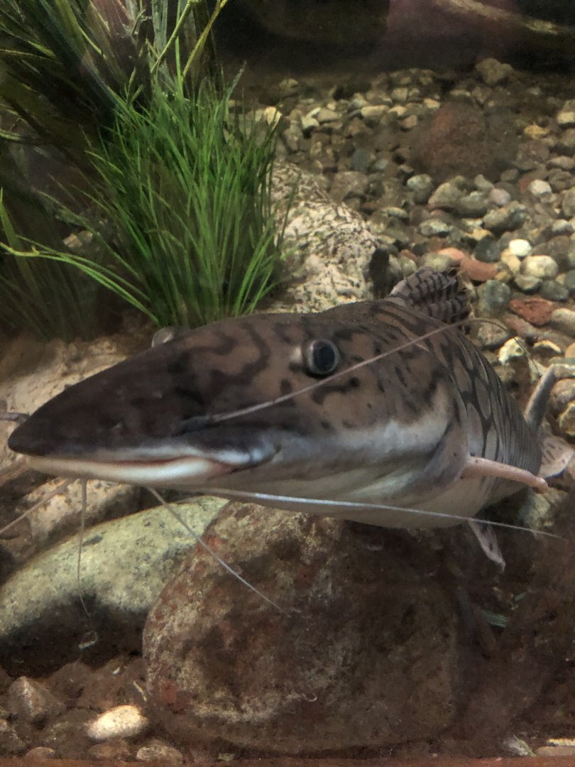 ID | | Henry Vilas Zoo