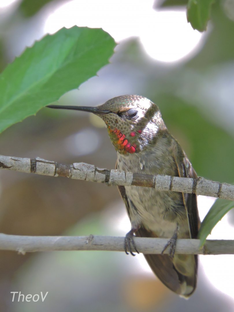 [ID] Hummingbird [2015]