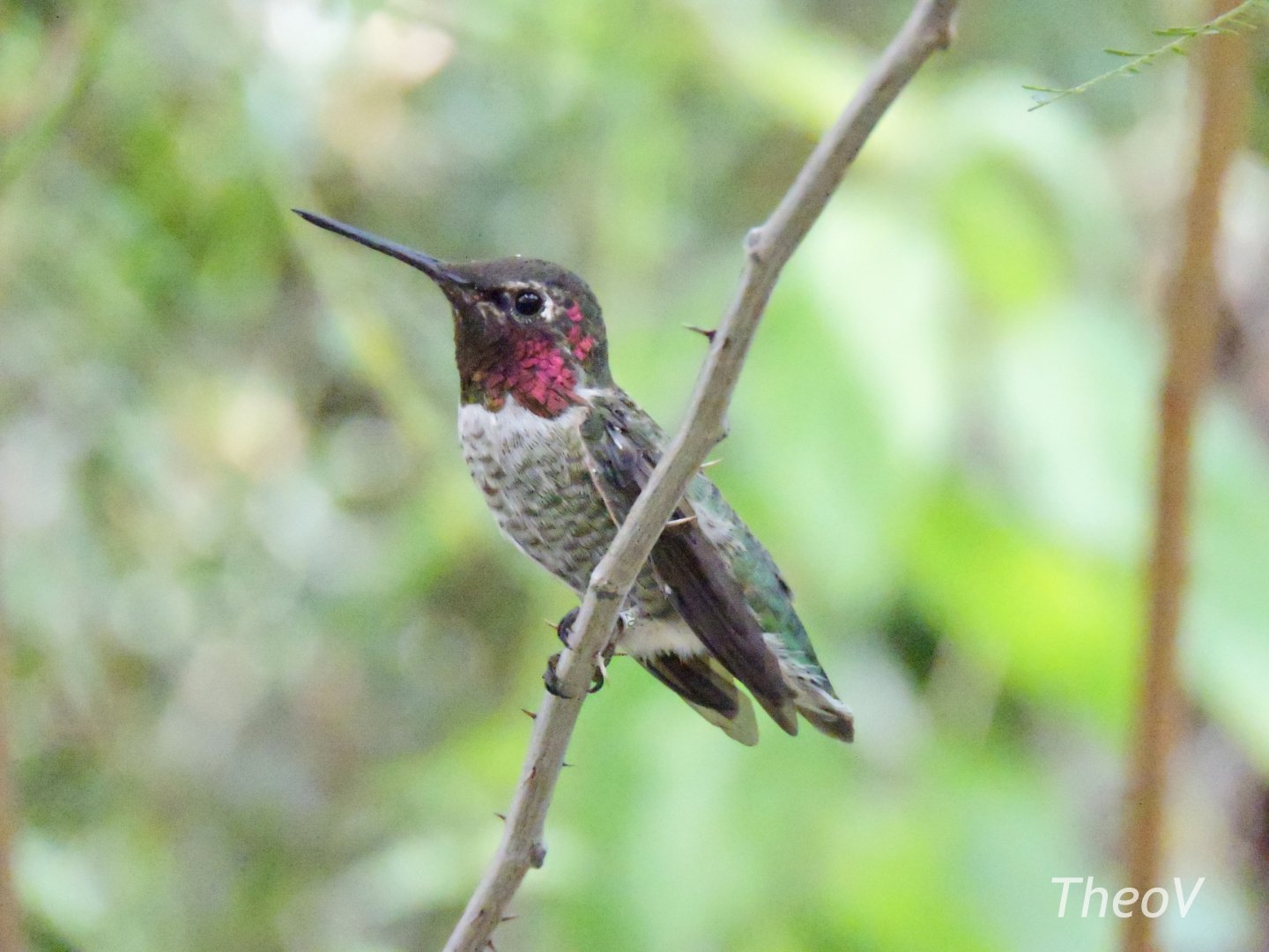 [ID] Hummingbird [2015]