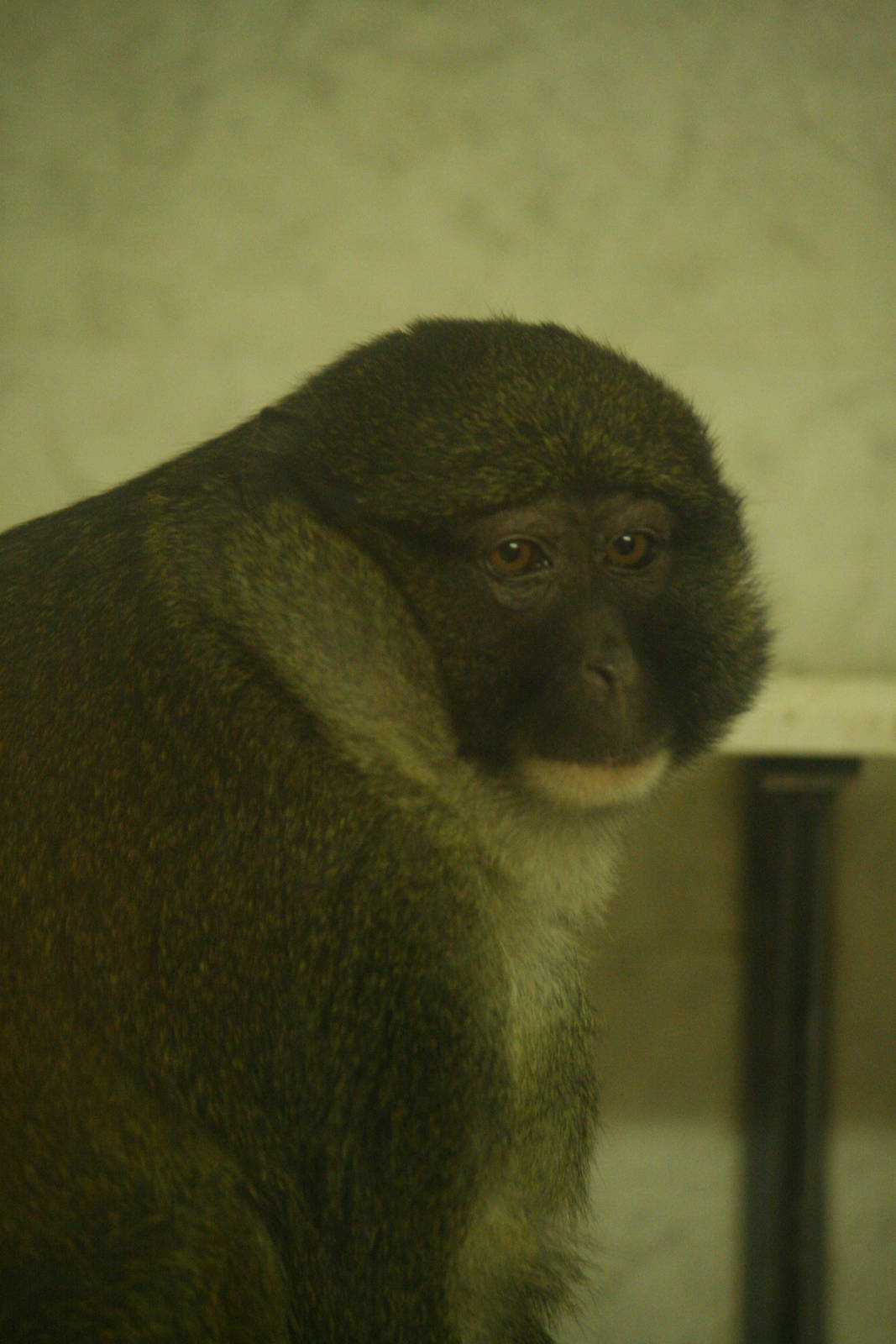 ID? I think Allen's swamp monkey