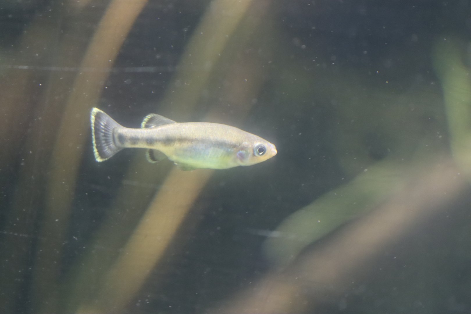 ID Ilyodon whitei or furcidens ?