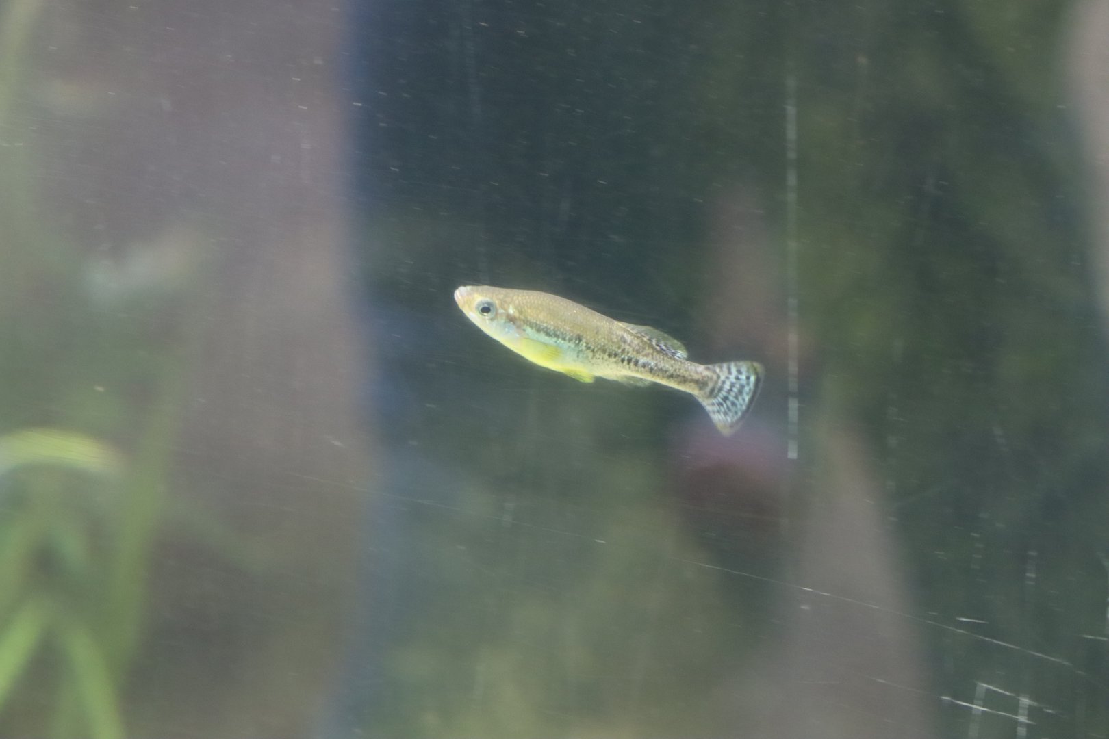 ID Ilyodon whitei or furcidens ?