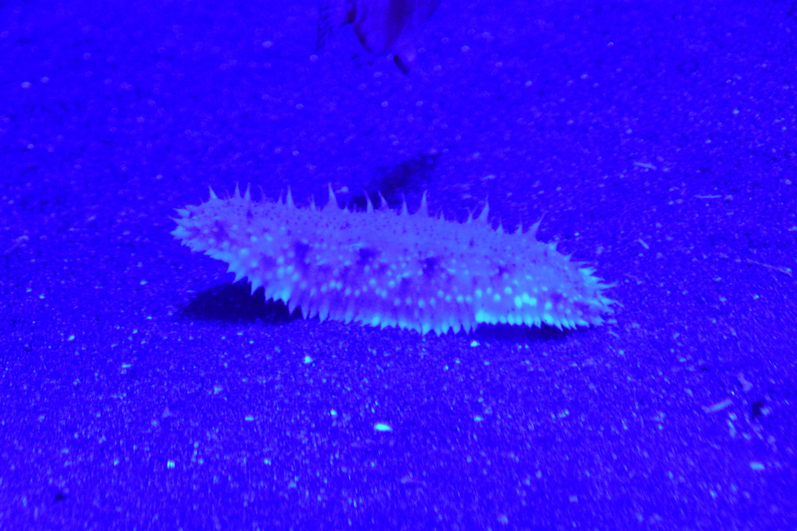 ID IN NAPOLI AQUARIUM, ITALY