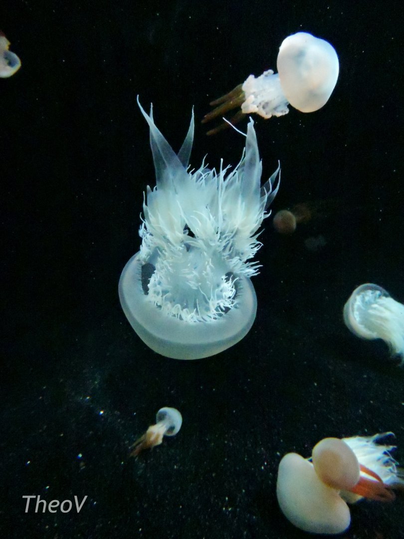 [ID] Jellyfish [2015]